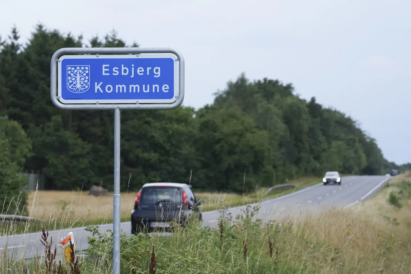 Nye oplysninger viser, at tre af de fire træer blev fældet af Esbjerg Kommune i forbindelse med drift og vedligeholdelse. (Arkivfoto).