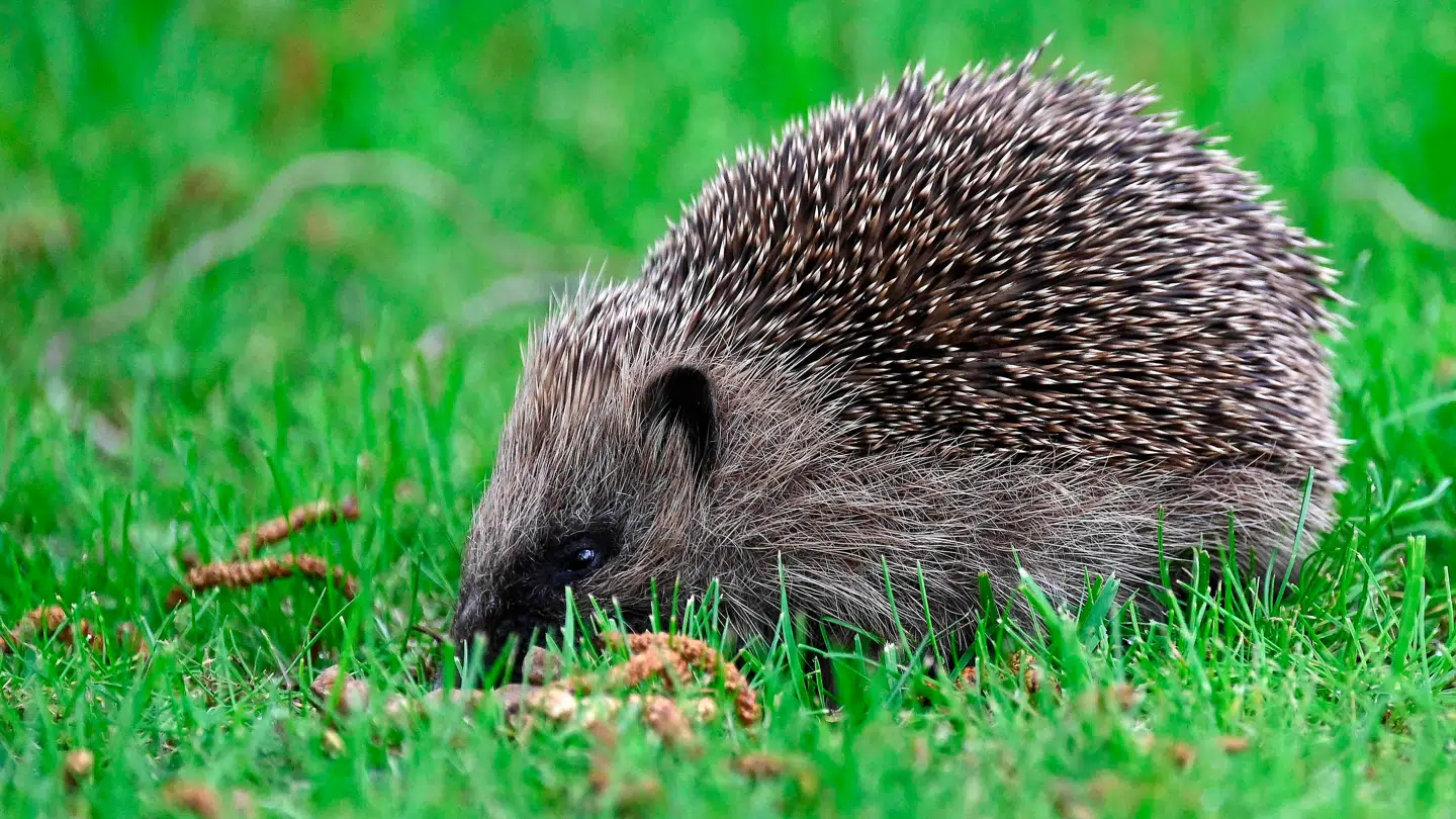 Pindsvinet er kategoriseret som 'nært truet'.