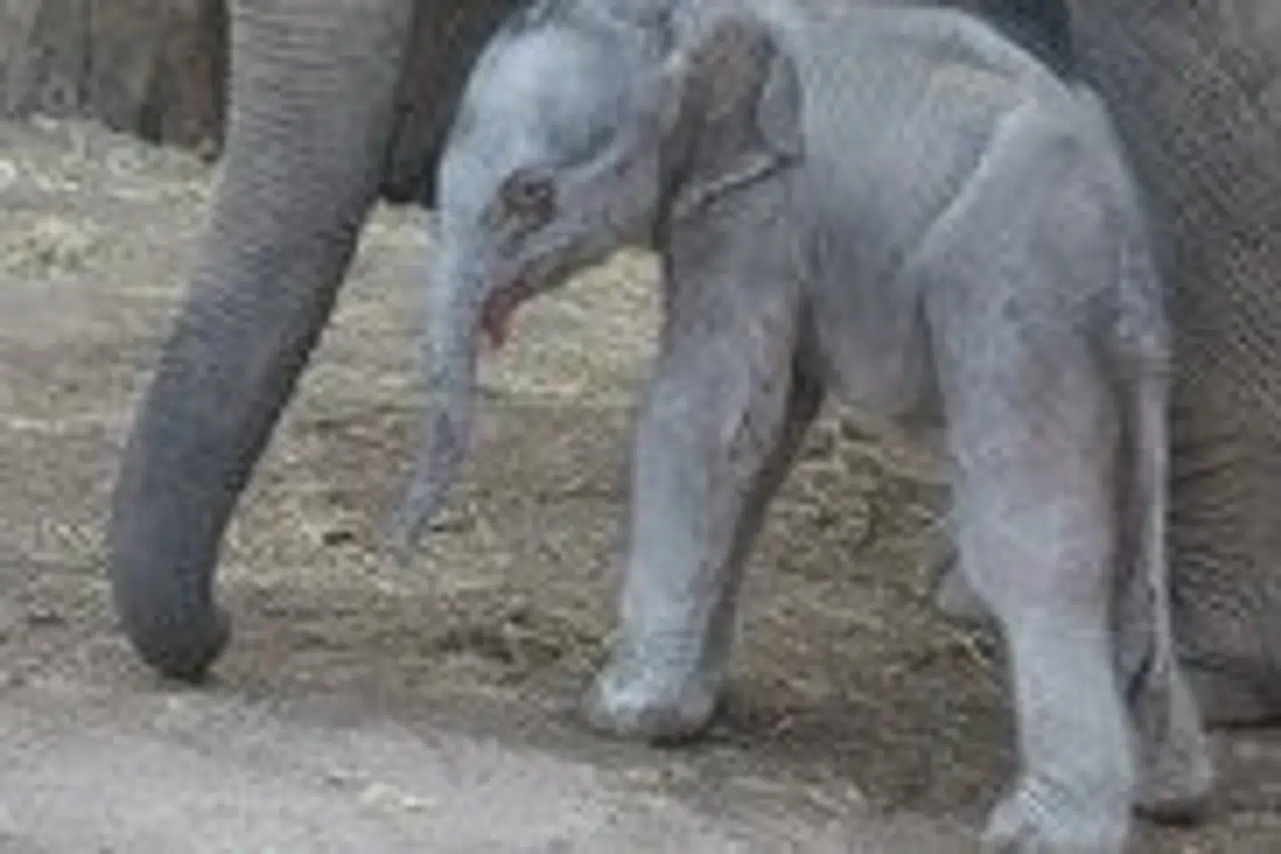 Natten til onsdag kl. 03.54 fødte elefanten Mun en hanelefantunge i Elefanthuset i Zoologisk Have København.