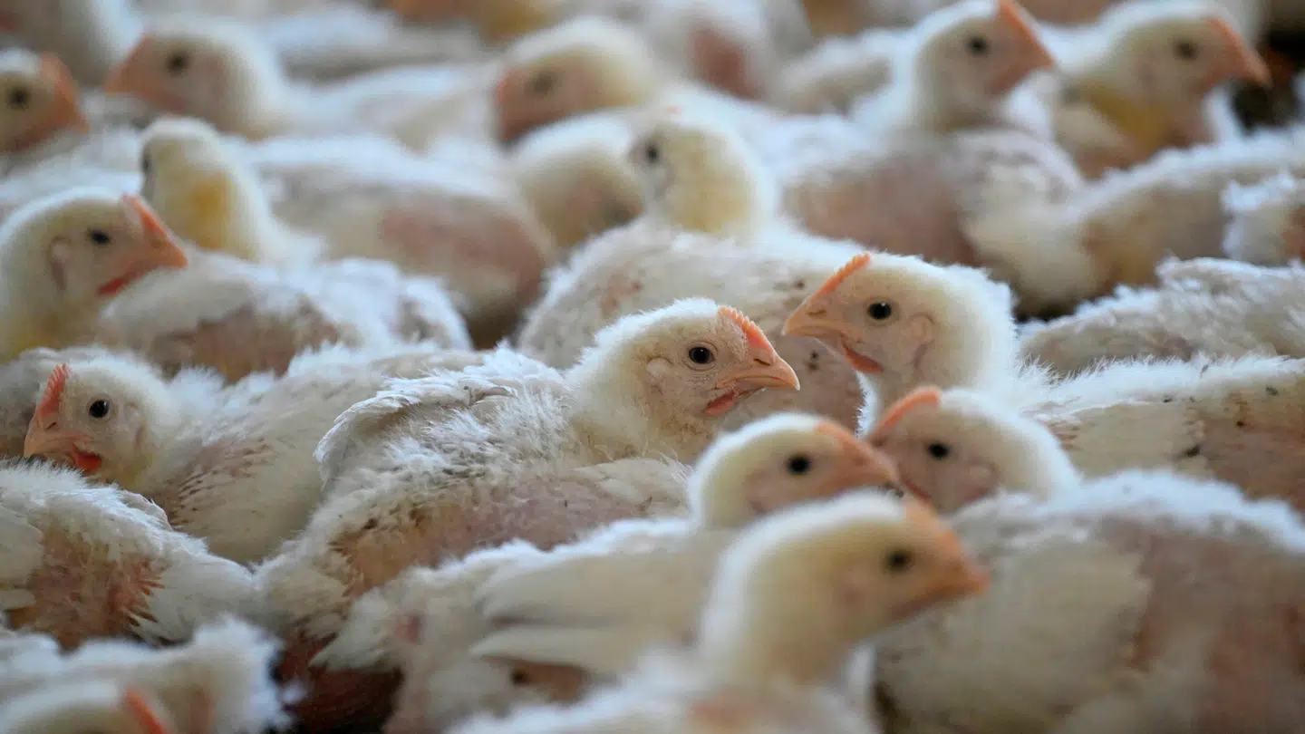 Kyllinger af racen Ross 308 – også kaldet torbokyllingen – i en fransk stald.