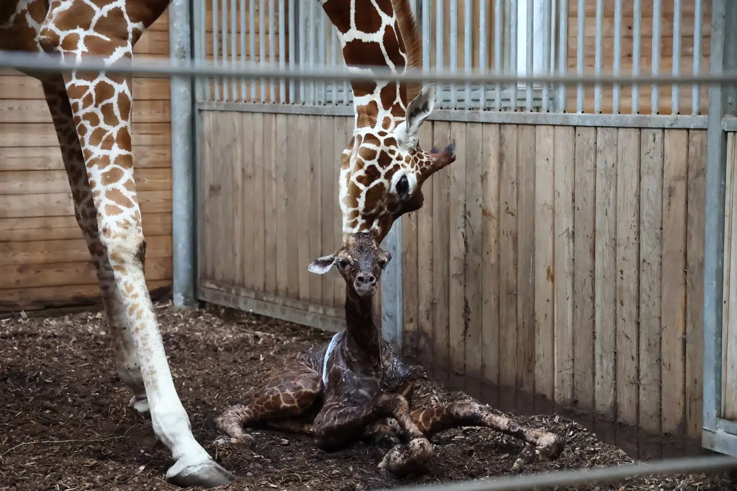 Sådan så det ud, da en girafunge fredag eftermiddag kom til verden i Zoologisk Have København.