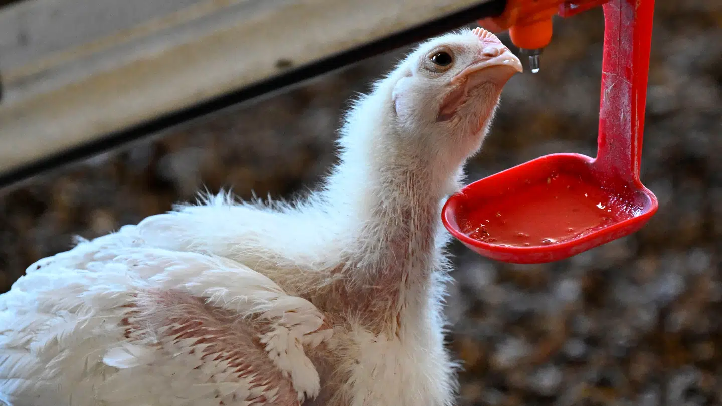 Ross 308 har i højere grad problemer med at gå rundt, og det giver andre problemer som hudsader eller adgang til vand og mad. Dette er en fransk slagtekylling.