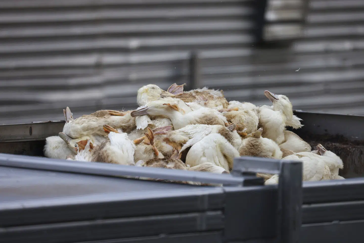 Afdøde fjerkræ efter et tilfælde af fugleinfluenza hos en andefarm i den tyske by Neuhardenberg i oktober 2025. Der har i Danmark været mere end 30 udbrud siden oktober. (Arkivfoto).