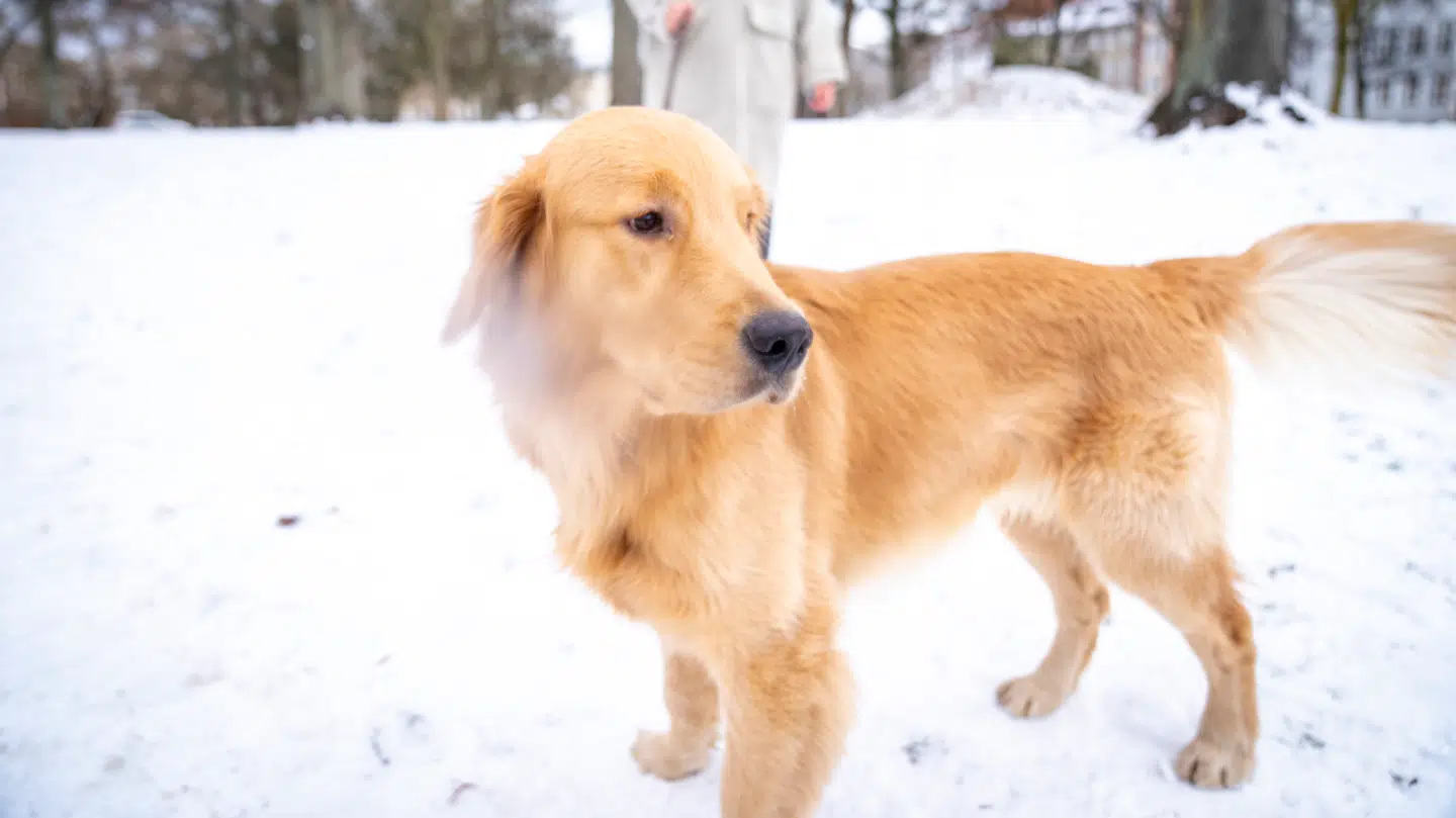 Dyrlægen advarer om livstruende sygdom for hunde.