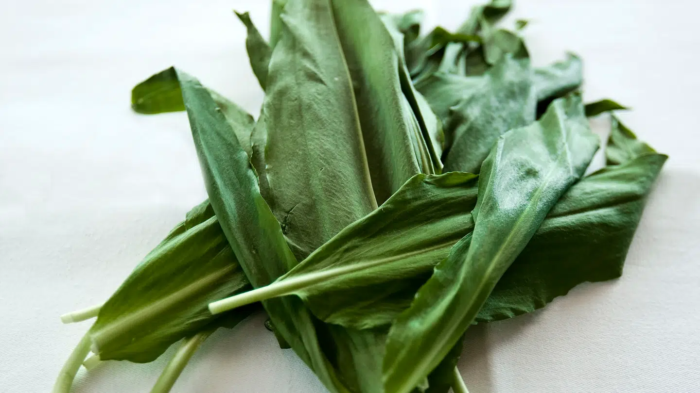 Ramsløg kan blandt andet bruges til pesto, dressinger eller til at komme i salaten.