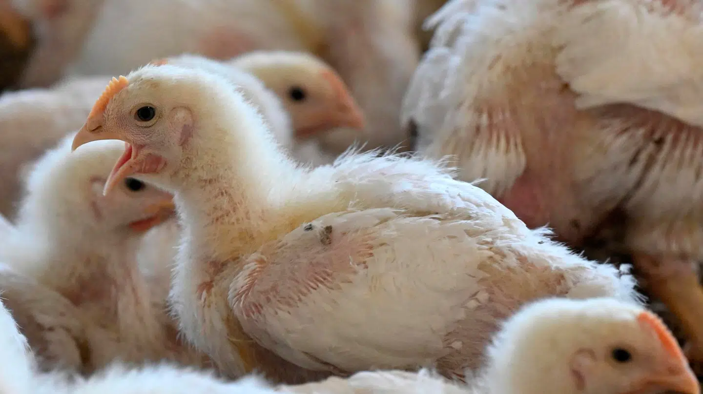 Det er kyllingeracen Ross 308, som debatten centrerer sig om. De har blandt andet dårelige dyrevelfærd, fordi de har større problemer med gang og dermed også oftere hudproblemer.