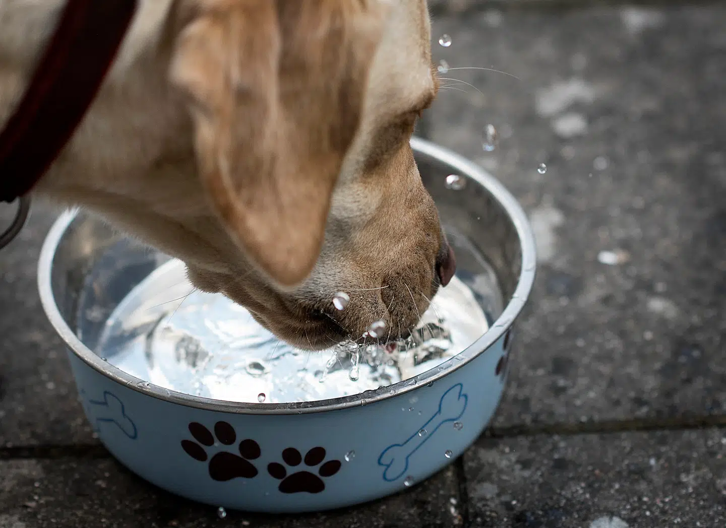 »Jeg er liberal i min grundholdning, men jeg vil også have rent drikkevand, fisk i vores vandløb samt bedre dyrevelfærd og biodiversitet,« skriver Jens Olesen. Arkivfoto: Liselotte Sabroe/Ritzau Scanpix