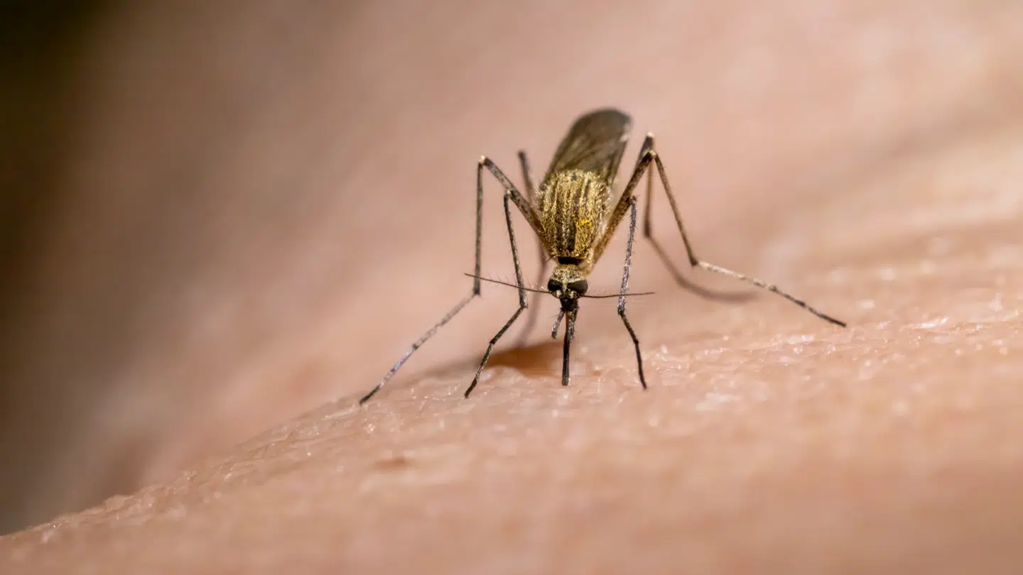 Usutu-virus er for første gang påvist i danske myg.