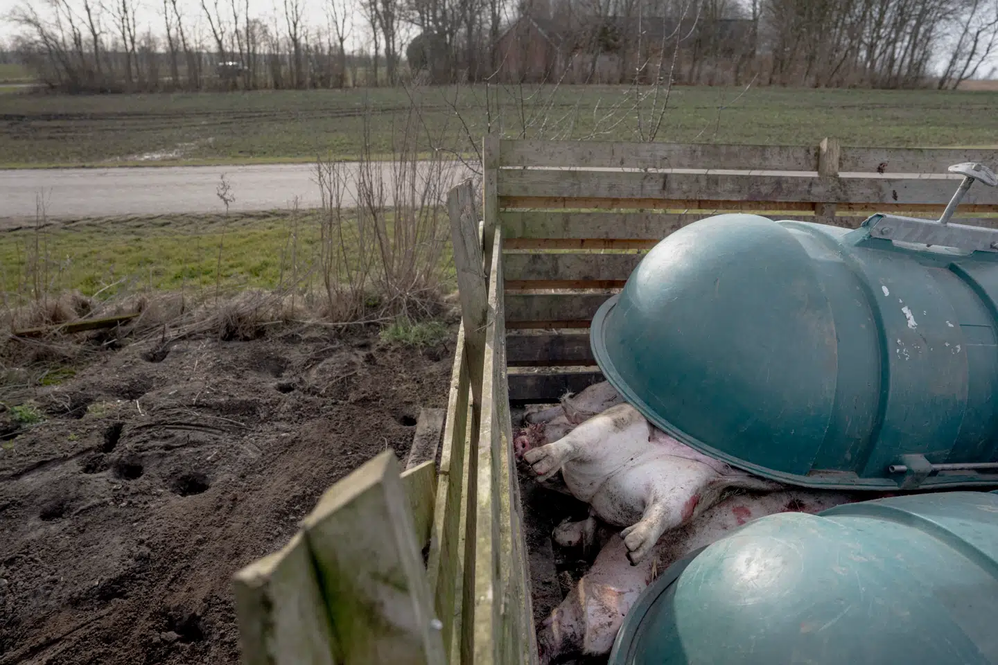 Ifølge industrien dør over 25.000 smågrise om dagen.