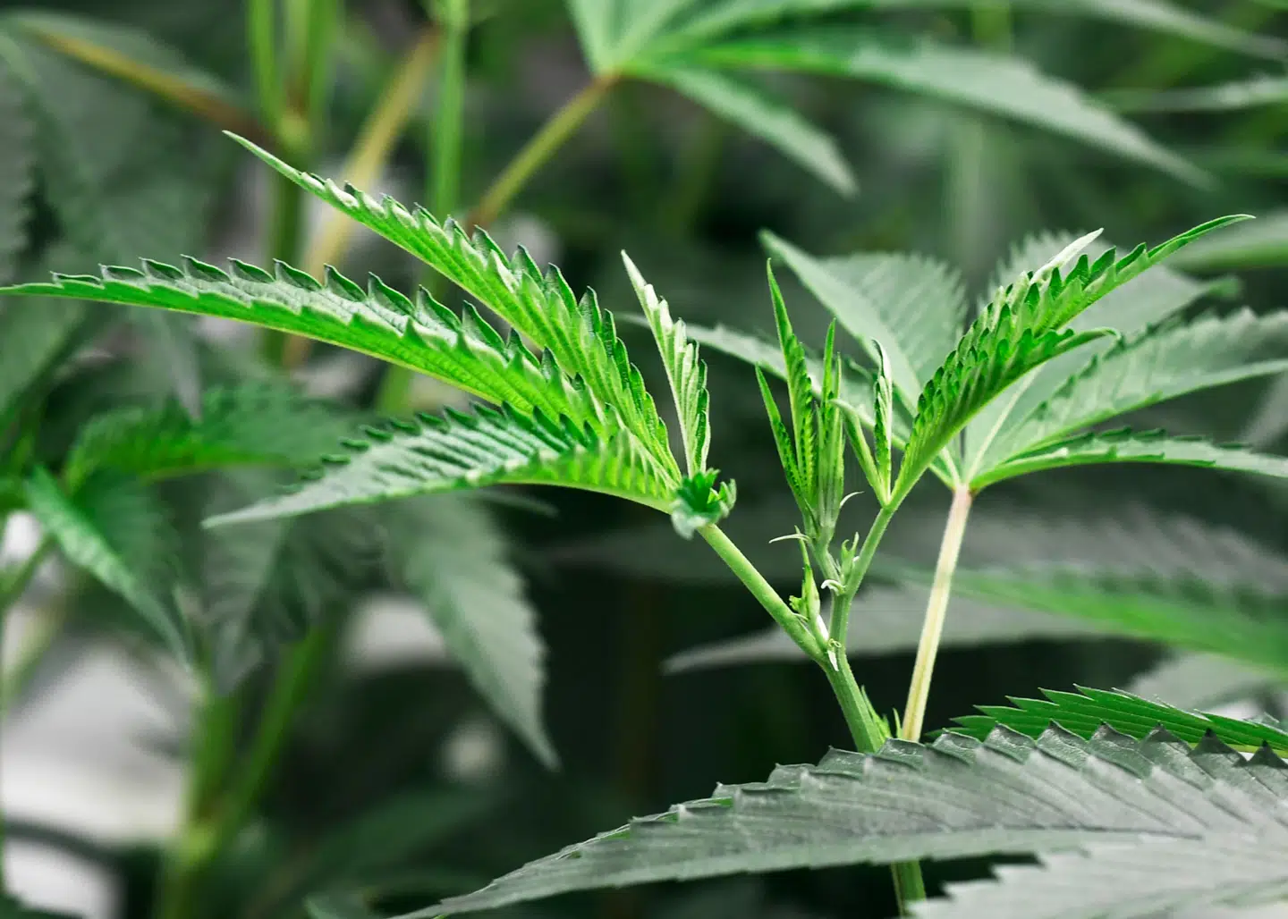 Nyt studie viser, at der er ingen evidens for, at cannabis virker mod angst, depression eller ptsd. Tværtimod kan det gøre lidelserne værre. Arkivfoto: Robyn Beck