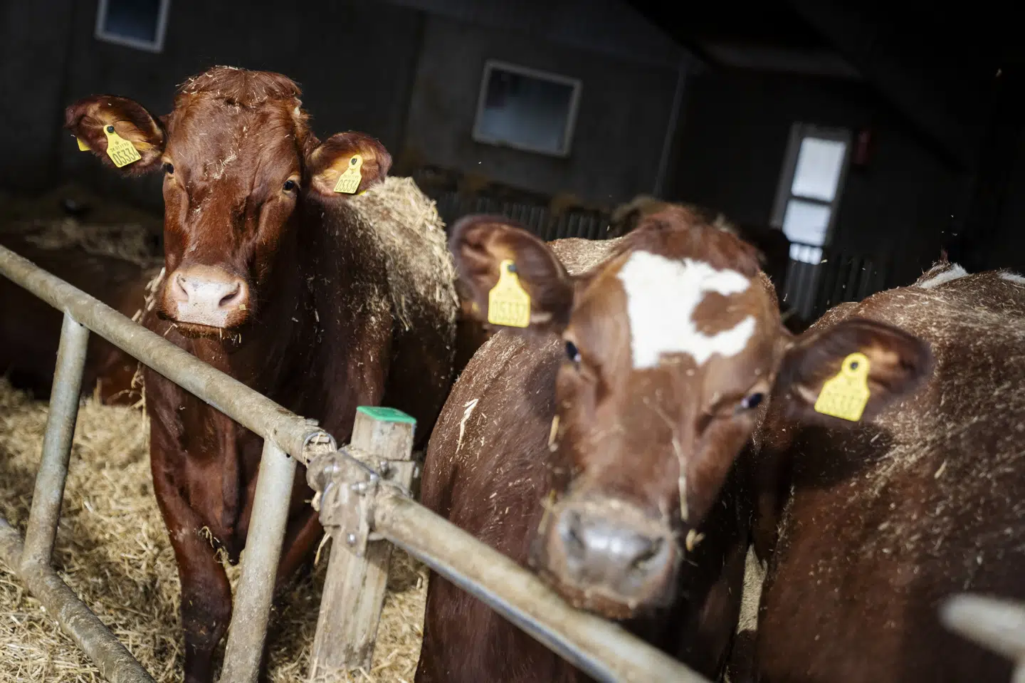 Der er blevet påvist antistoffer fra fugleinfluenza hos flere hollandske malkekvæg, og nu har forskere fra Københavns Universitet undersøgt, hvordan smitten kan forebygges i Danmark. (Arkivfoto.)