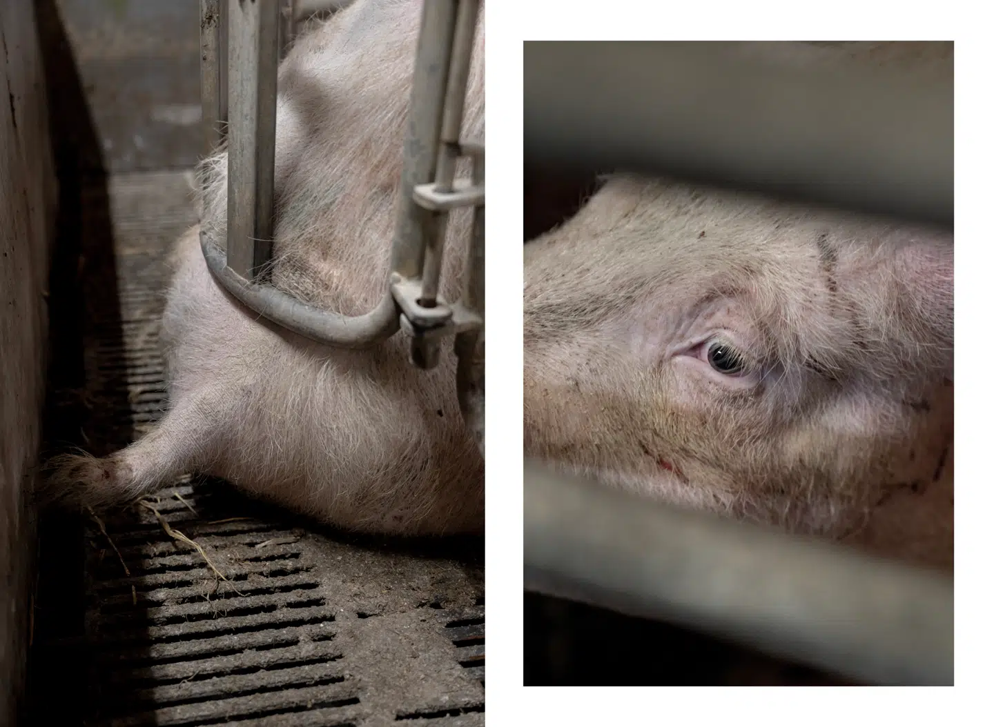 Et af valgkampens hedeste temaer har været forholdene for de danske grise.