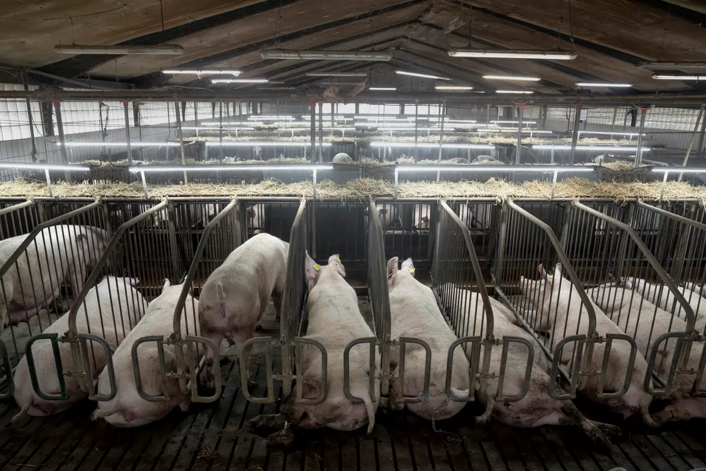 Industrialiseret svineproduktion er en dårlig forretning for Danmark, mener Henrik Teglgaard Lund, der er tidligere chefkonsulent i Dansk Erhverv og DI. I stedet burde vi opdrætte med fokus på økologi og dyrevelfærd, skriver han i denne kommentar.