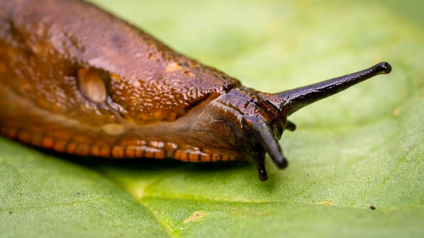 Dræbersneglen vender stille og roligt tilbage til de danske haver efter vinterhi - og de risikerer at eksplodere i antal.