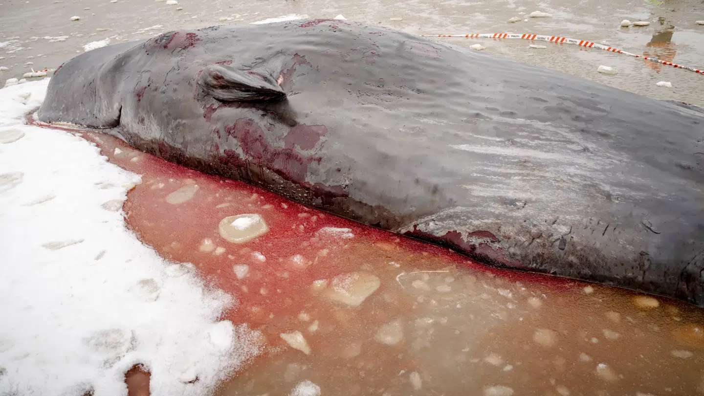 Flere kaskelothvaler er den seneste tid strandet ved danske strande. Her ved Sønderho på Fanø.