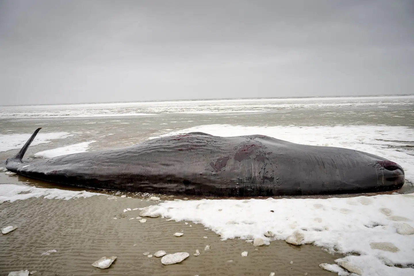 Flere kaskelothvaler er strandede på danske strande i løbet af i år. På billedet ses en kaskelothval, der er strandet ved Sønderho på Fanø. (Arkivfoto).