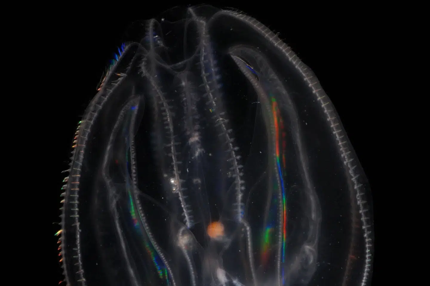 Amerikansk ribbegople - også kaldet dræbergople - har siden 2007 bredt sig i danske farvande. Men vinteren har været hård kost for goplen. (Arkivfoto).