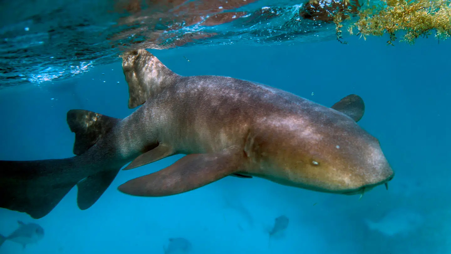 En ammehaj ud for Belize i 2018.