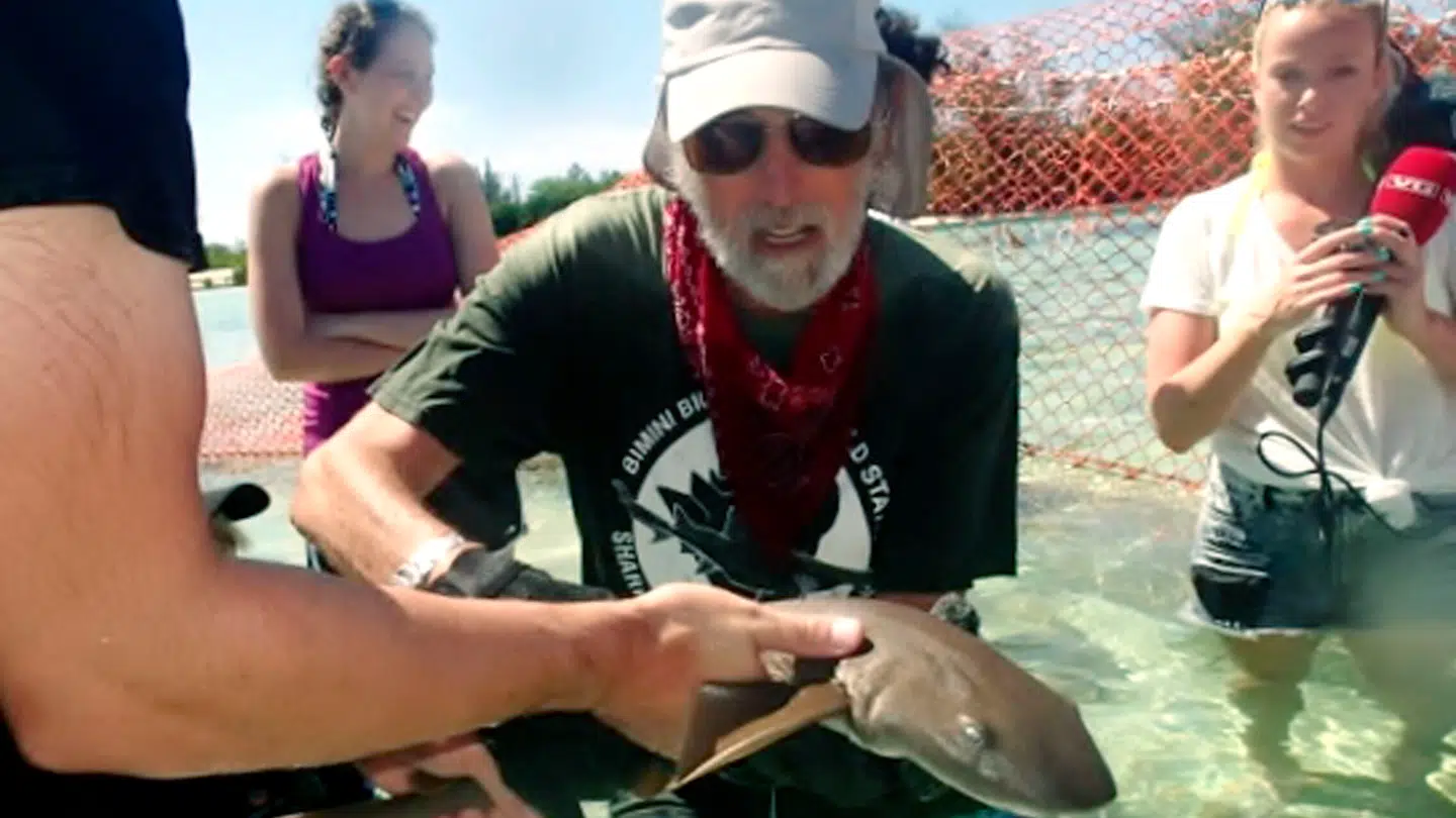 En marinebiolog med en citronhaj ud for Bahamas i 2015.
