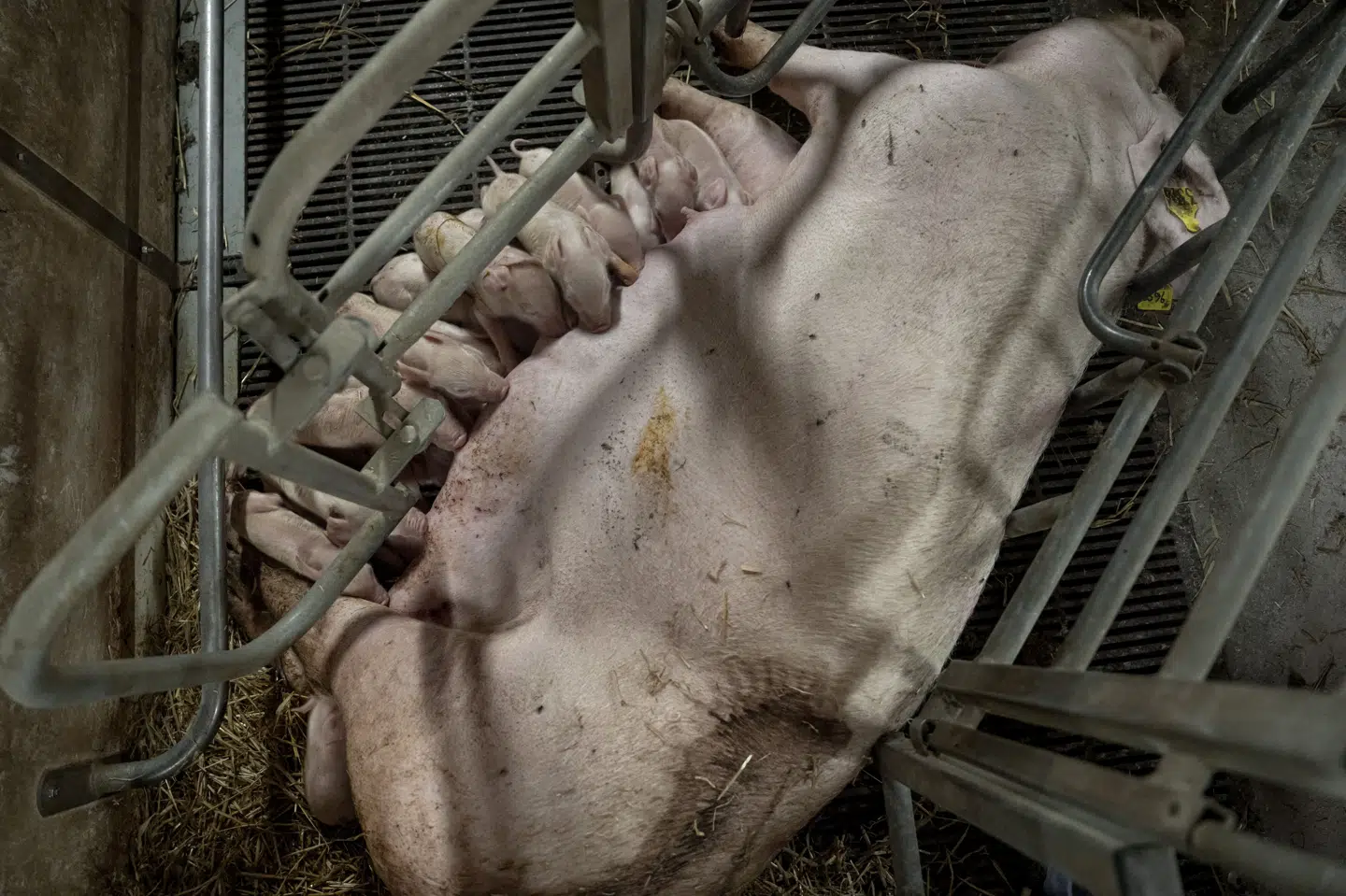 Kravene til grises plads er reguleret i EU. (Arkivfoto).