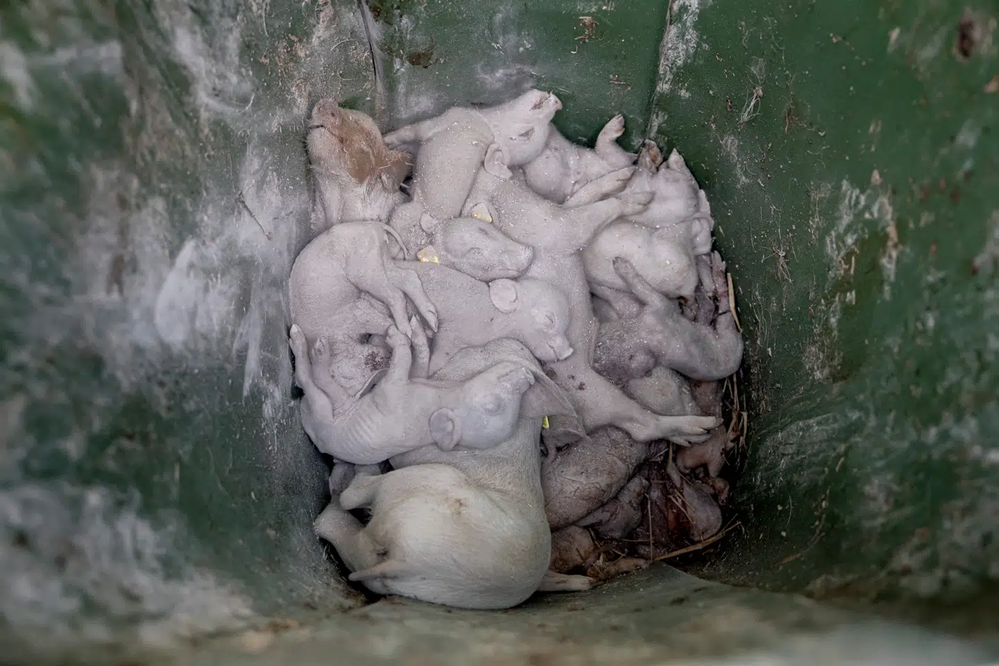 DRs debat på den næstsidste dag af valgkampen viste, hvordan dansk svineproduktionen stadig er et højaktuelt politisk tema på falderebet.