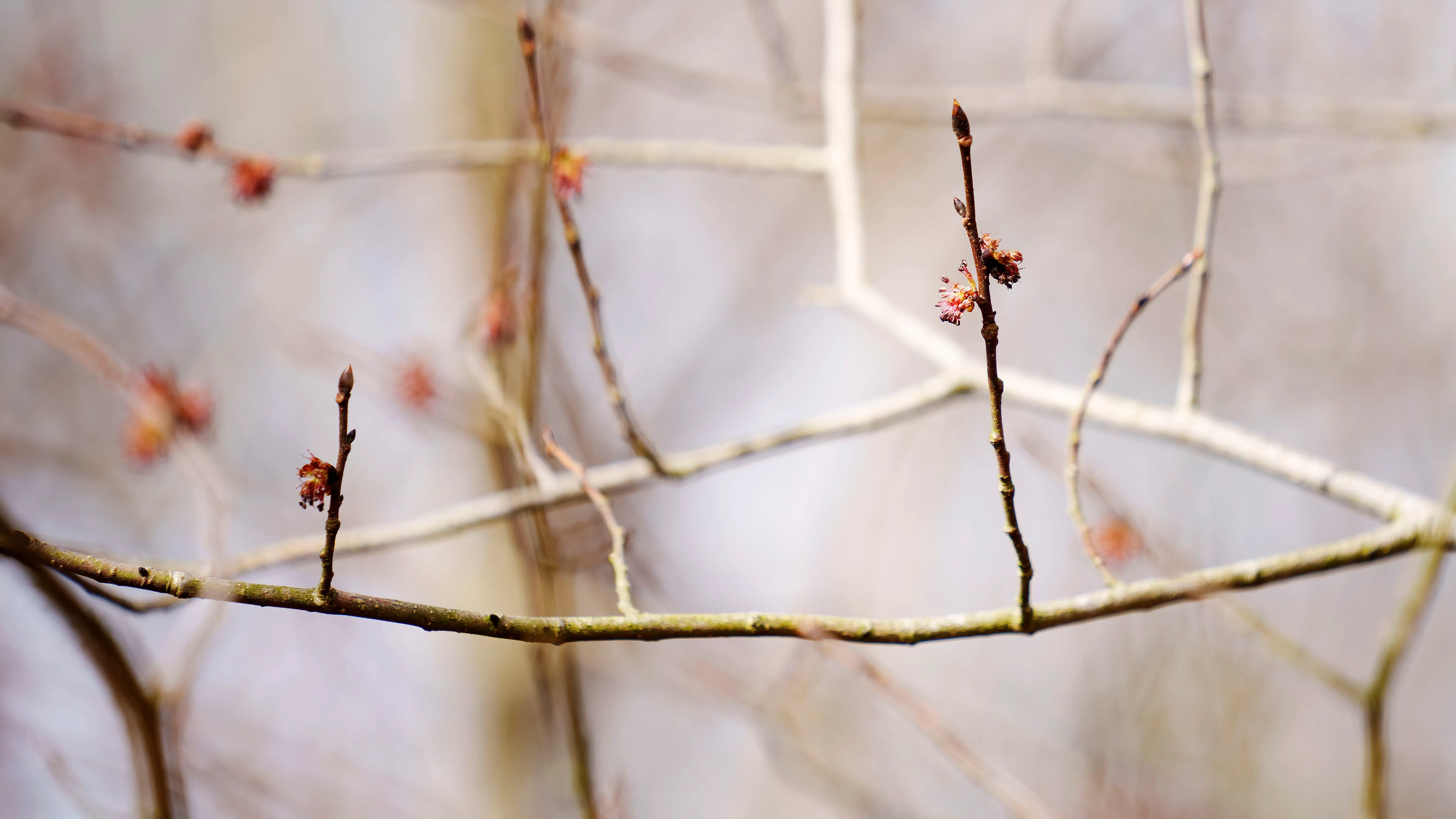 Nyser du? Her er forklaringen