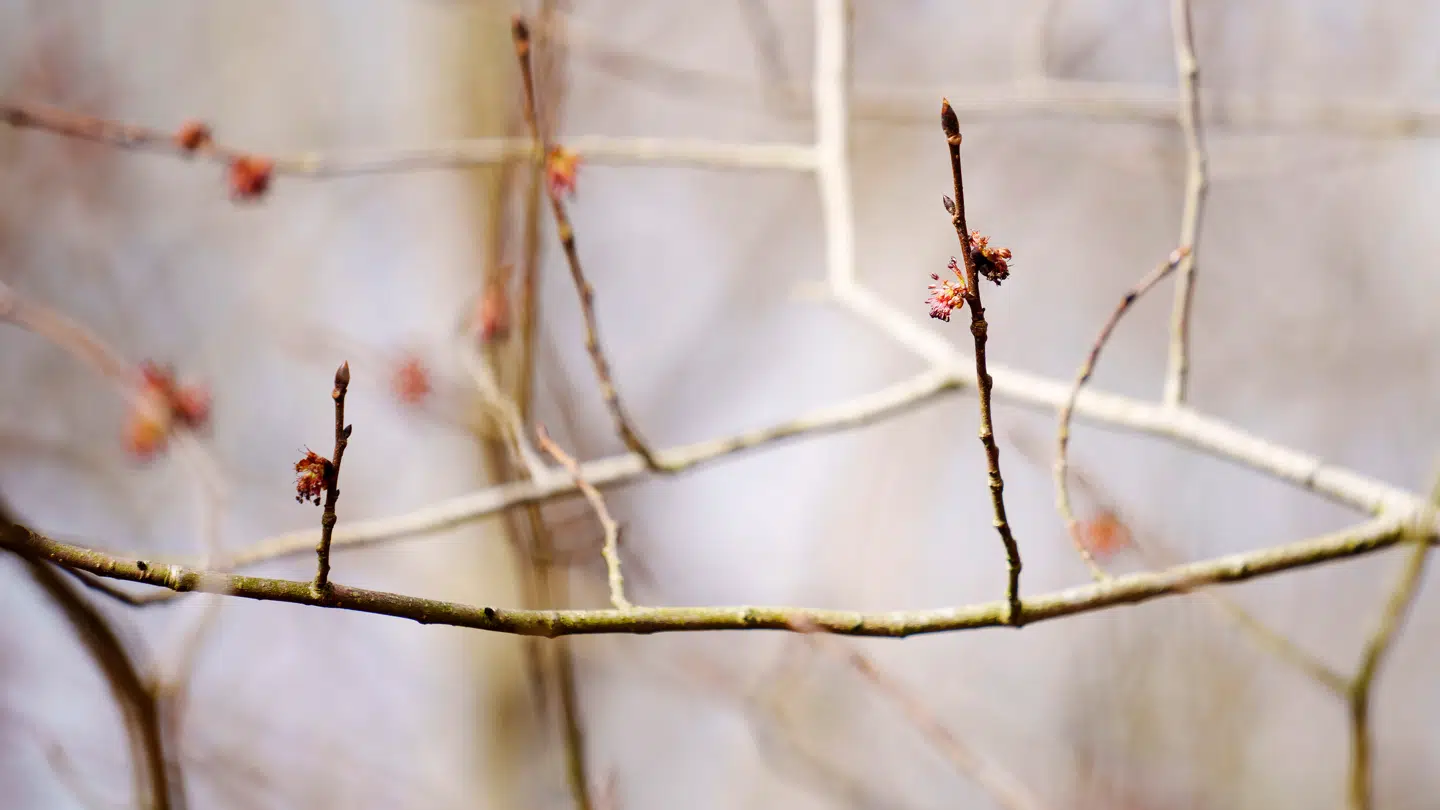 De ser ikke ud af meget, men pollen fra elmetræet kan få mange til at nyse. Normalt strækker sæsonen sig fra midt i marts til slutningen af april. I år er de første pollen målt på valgdagen den 24. marts.