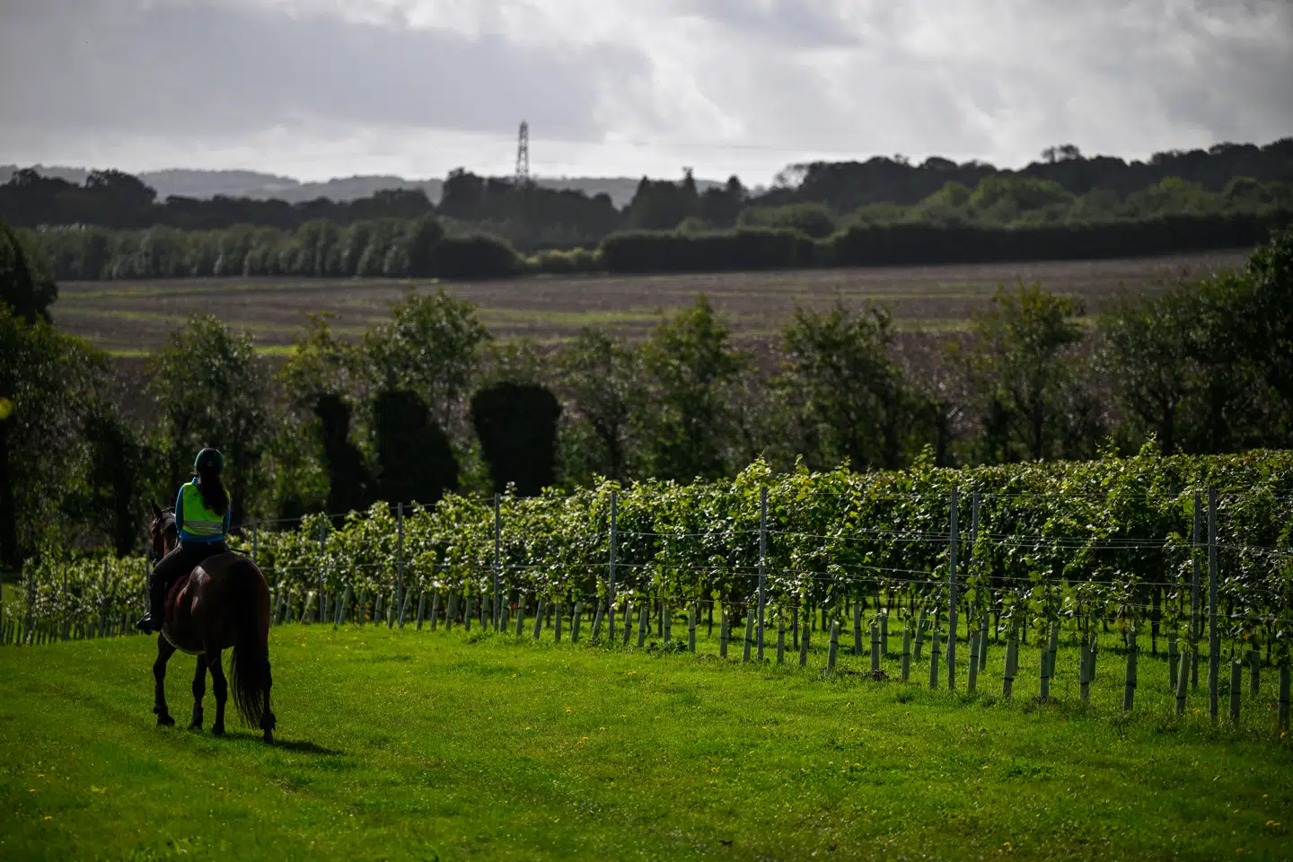 Høsten blev særligt god i England og Wales i 2025, hvor vinproducenterne havde ekstra travlt.