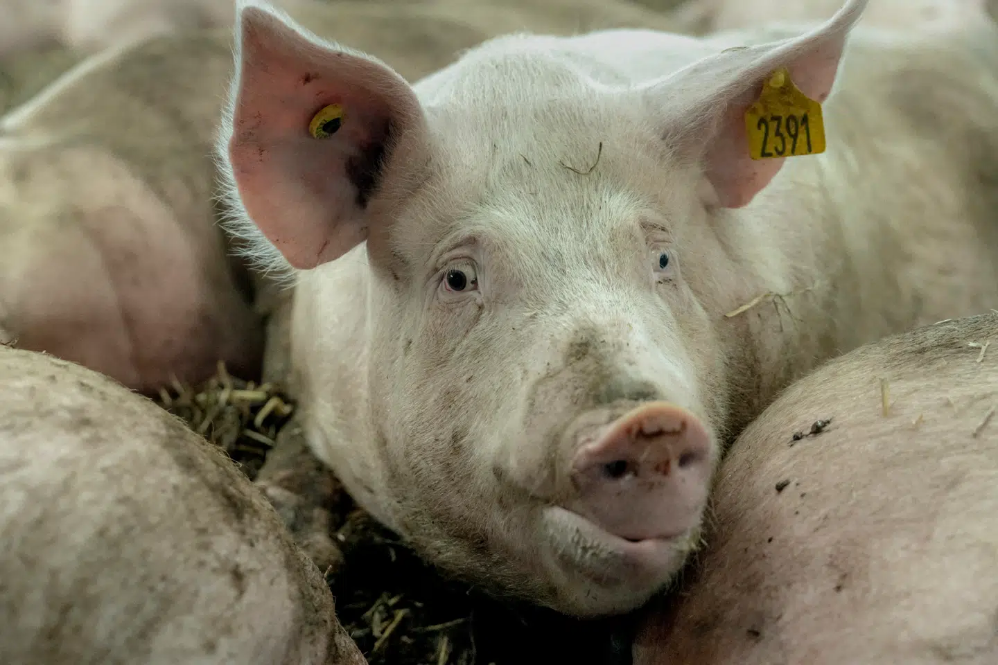 Man kan ikke blot stoppe halekupering, for så vil der opstå mange andre problemer. Derfor er man nødt til at gentænke hele systemet, lyder det i denne kommentar. Foto: Asger Ladefoged