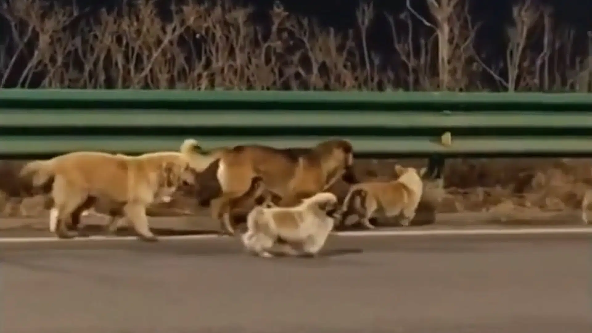 Syv hunde flygtede og blev berømte: »Vi er så heldige, at de kom tilbage og ikke blev spist«