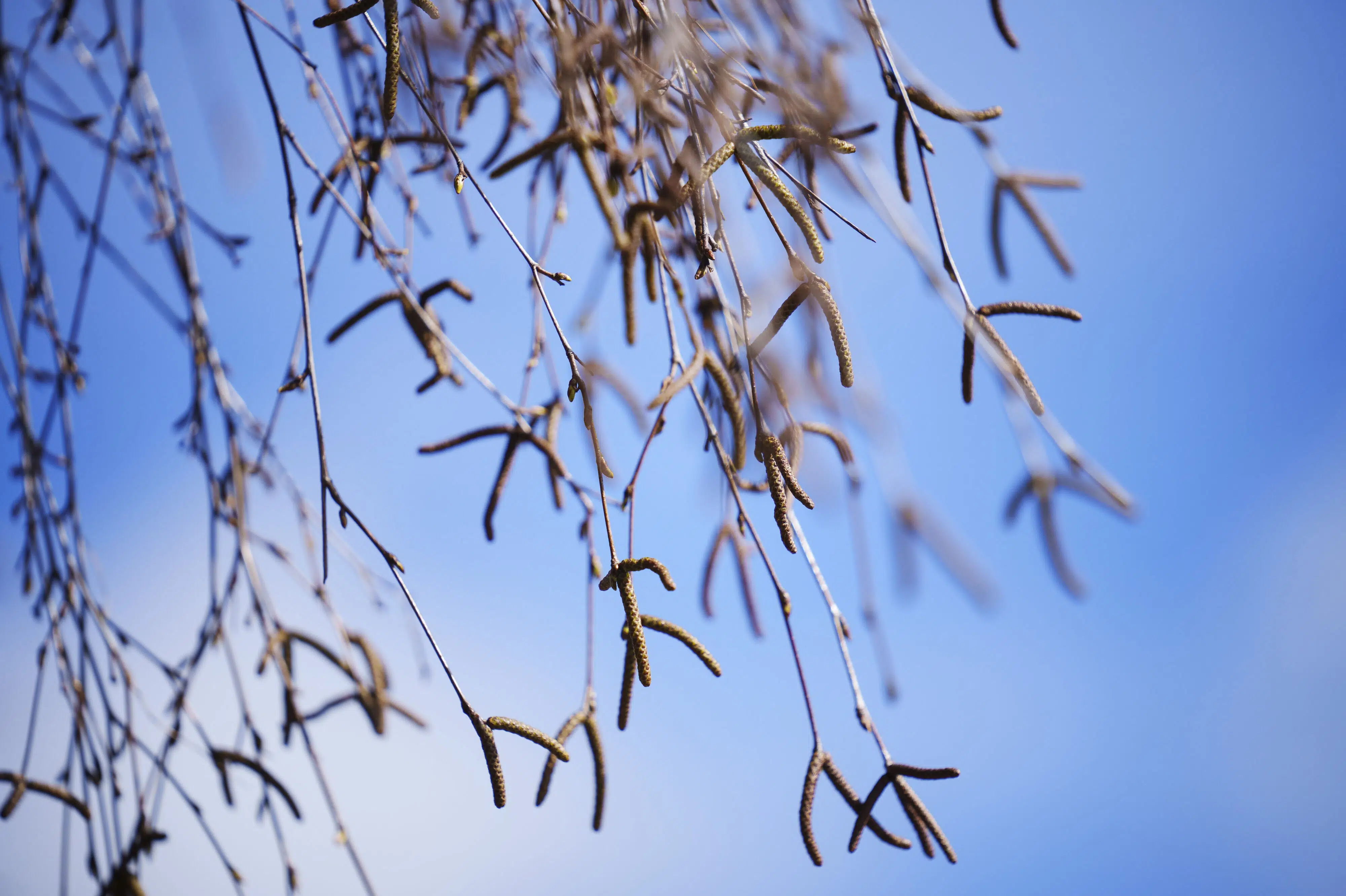 Vind sydfra sender birkepollen til Danmark