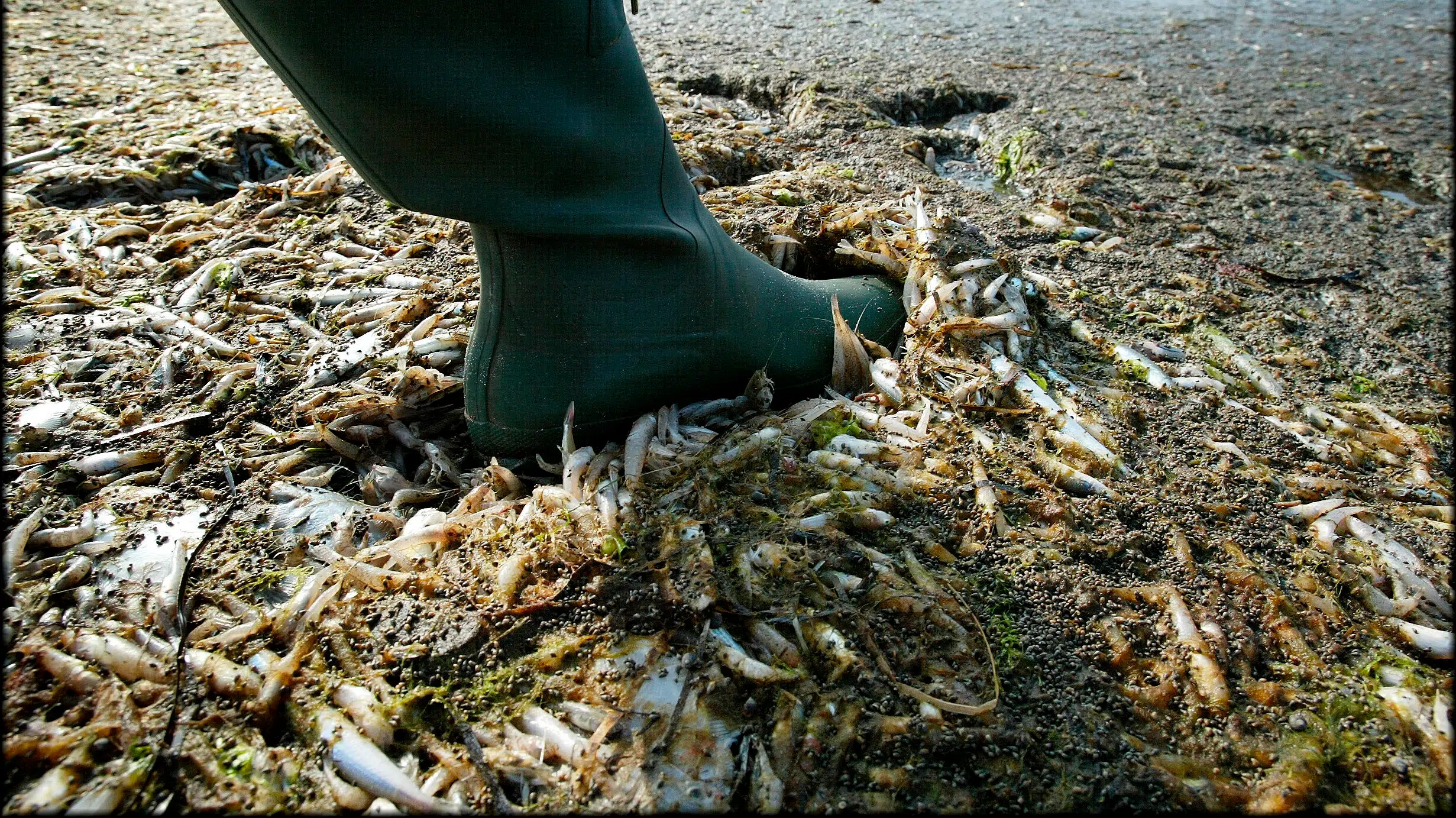 Massiv fiskedød: Kommune med nyt skridt