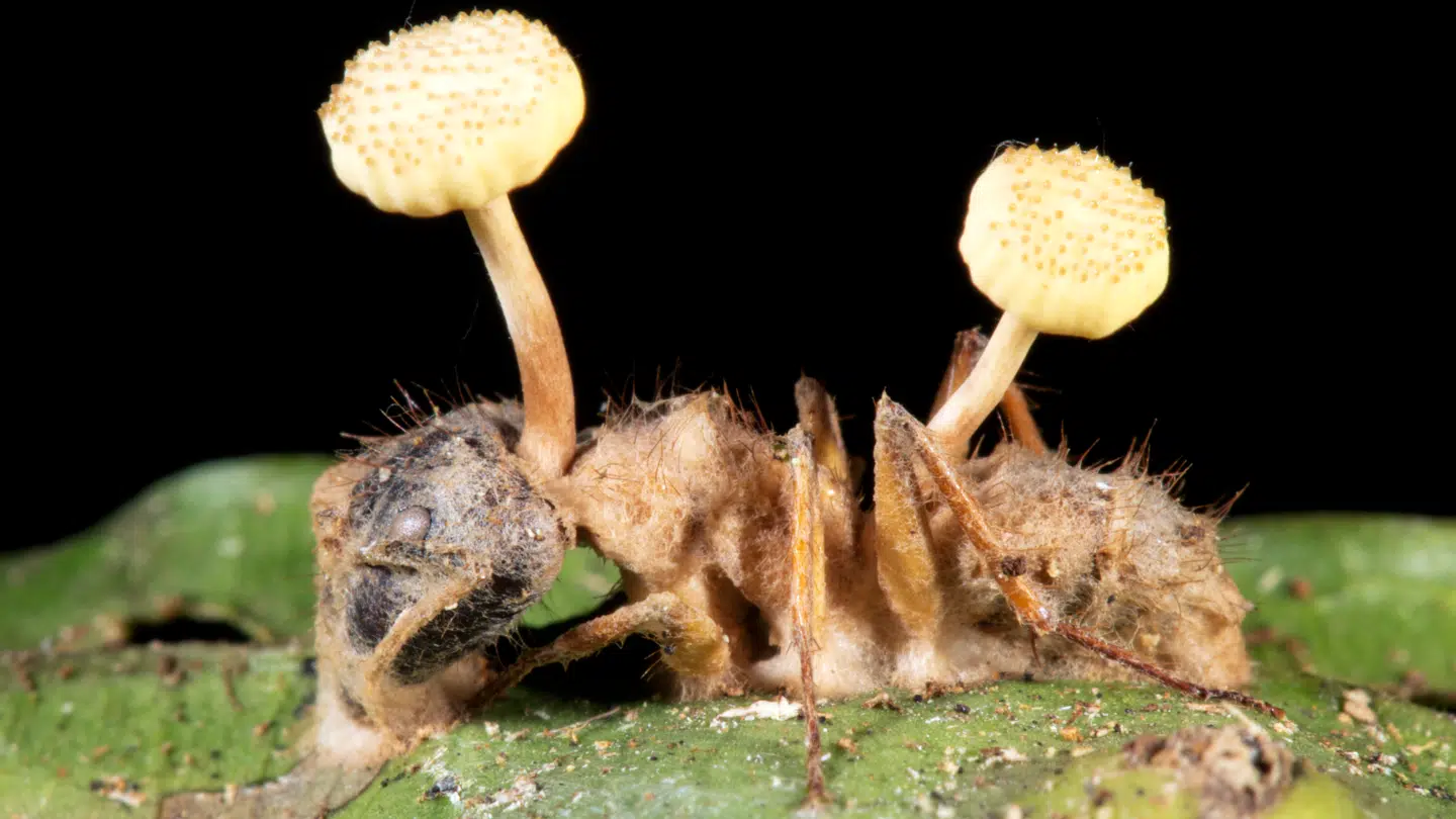 Sådan kan det blandt andet se ud, når parasitsvampen angriber insekter og dræber dem.
