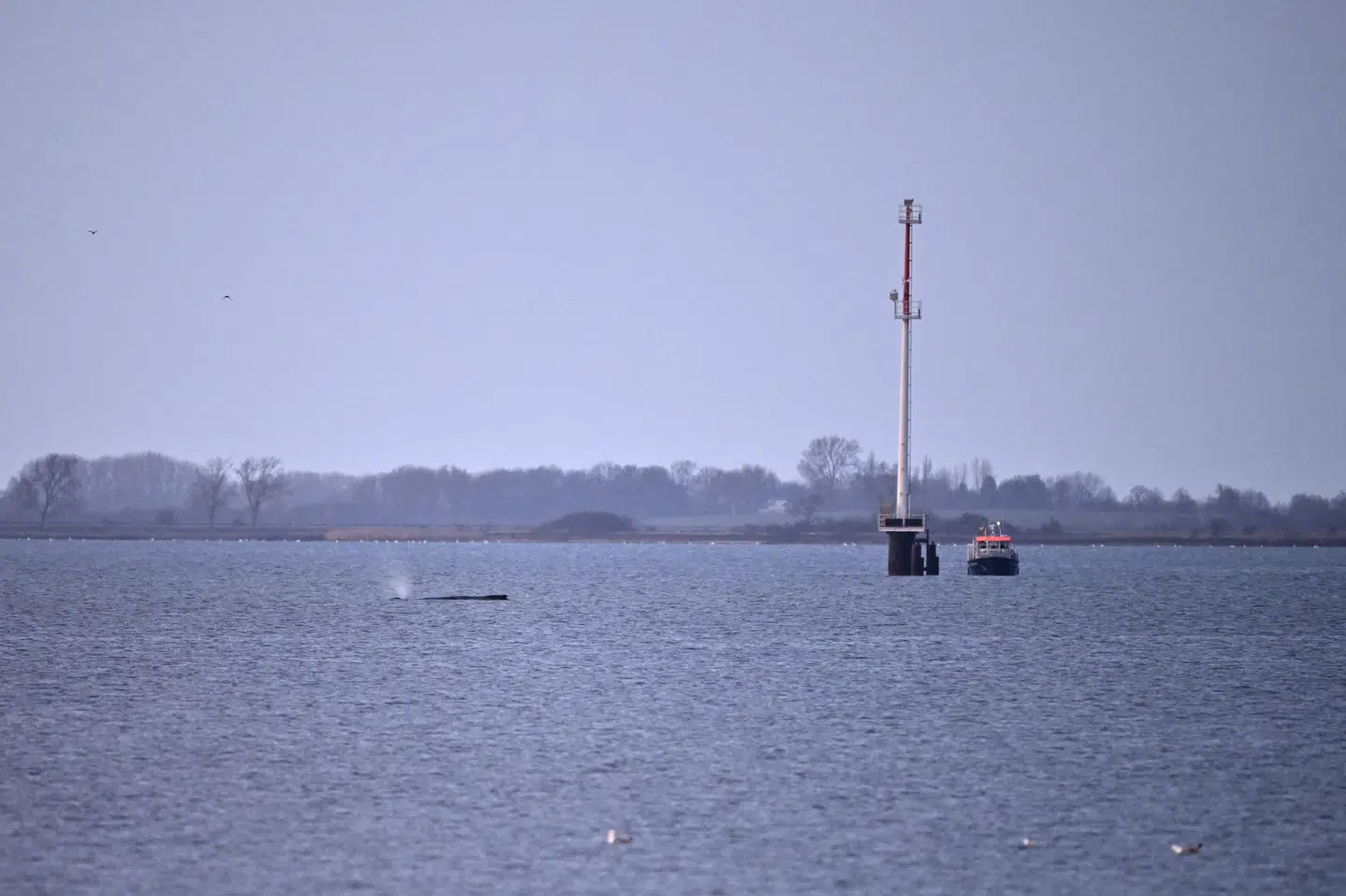 En pukkelhval ses i nærheden af en båd i Wismarbugten lørdag.