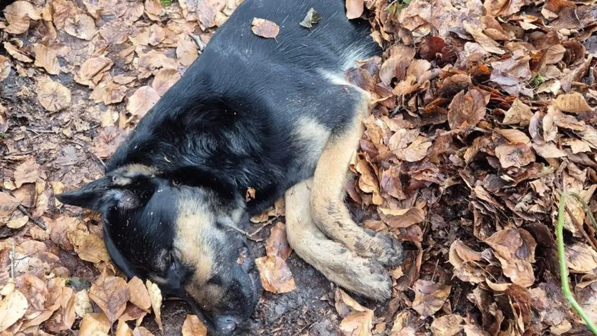 Chokfund i skoven: Forbigående slog alarm