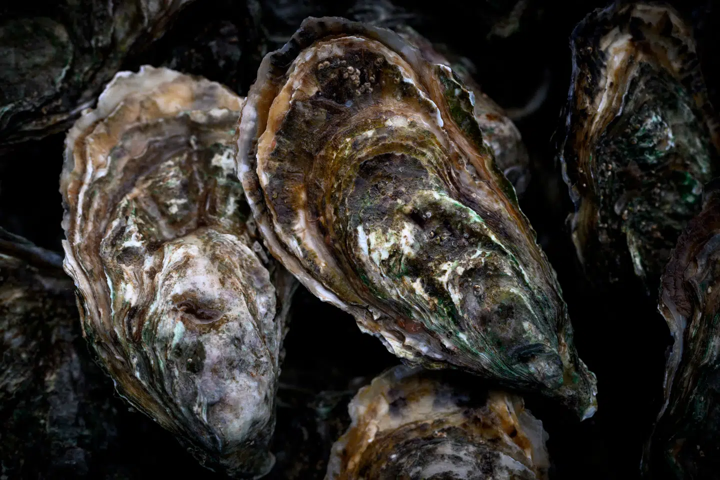 Østersskaller kan indkapsle skadelige metaller og dermed fjerne dem fra forurenet vand. Det viser nyt studie. Foto: Scanpix.