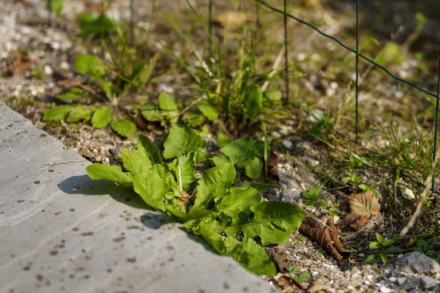 Ukrudtsbrændere er årsagen til mere end 400 årlige brande i Danmark, og derfor er Danske Beredskaber nu kommet med en række råd og tiltag, så man som borger undgår at miste kontrollen. (Arkivfoto).