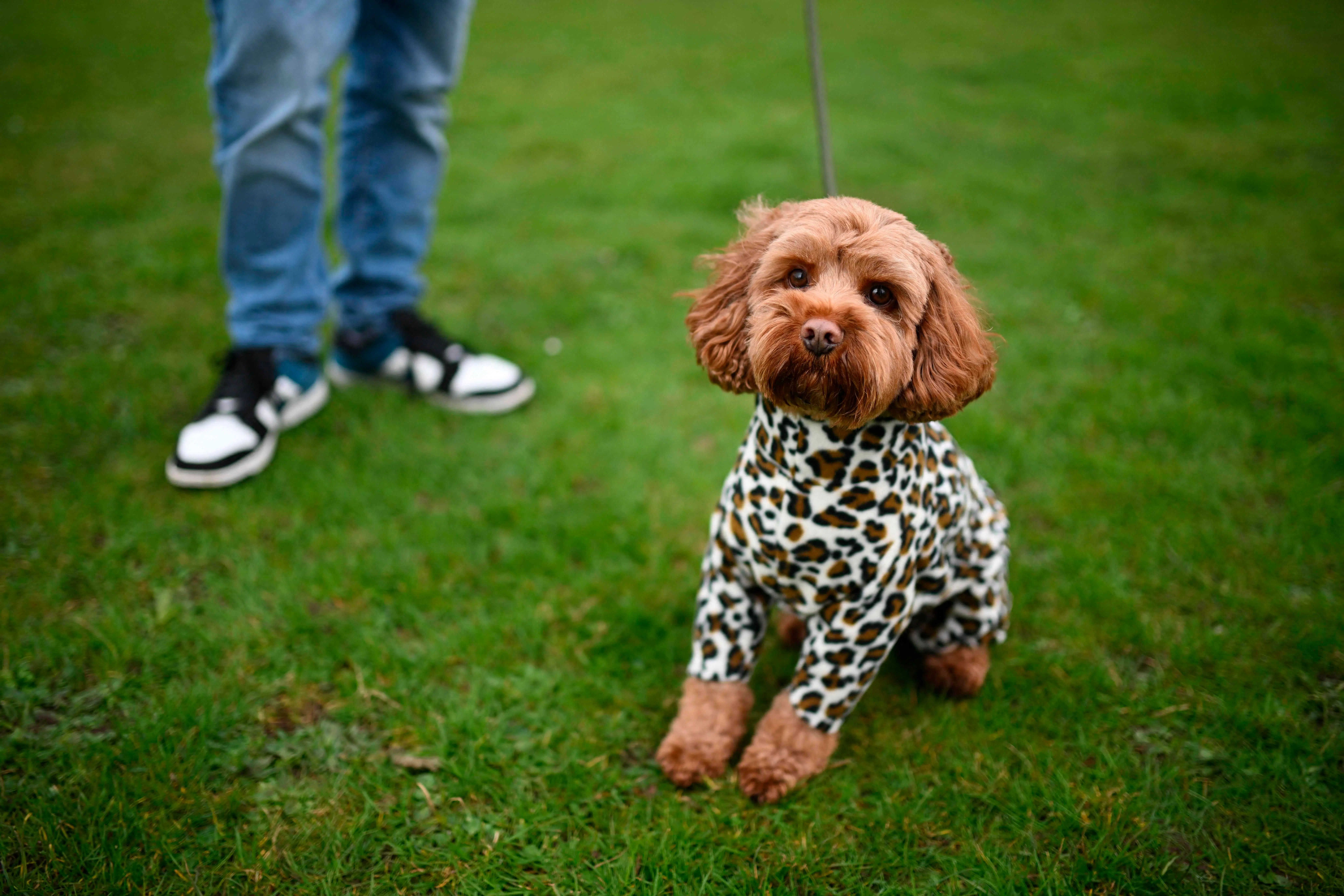 Den her hund har invaderet danskernes hjem. Men nyt studie afslører overraskende problemer