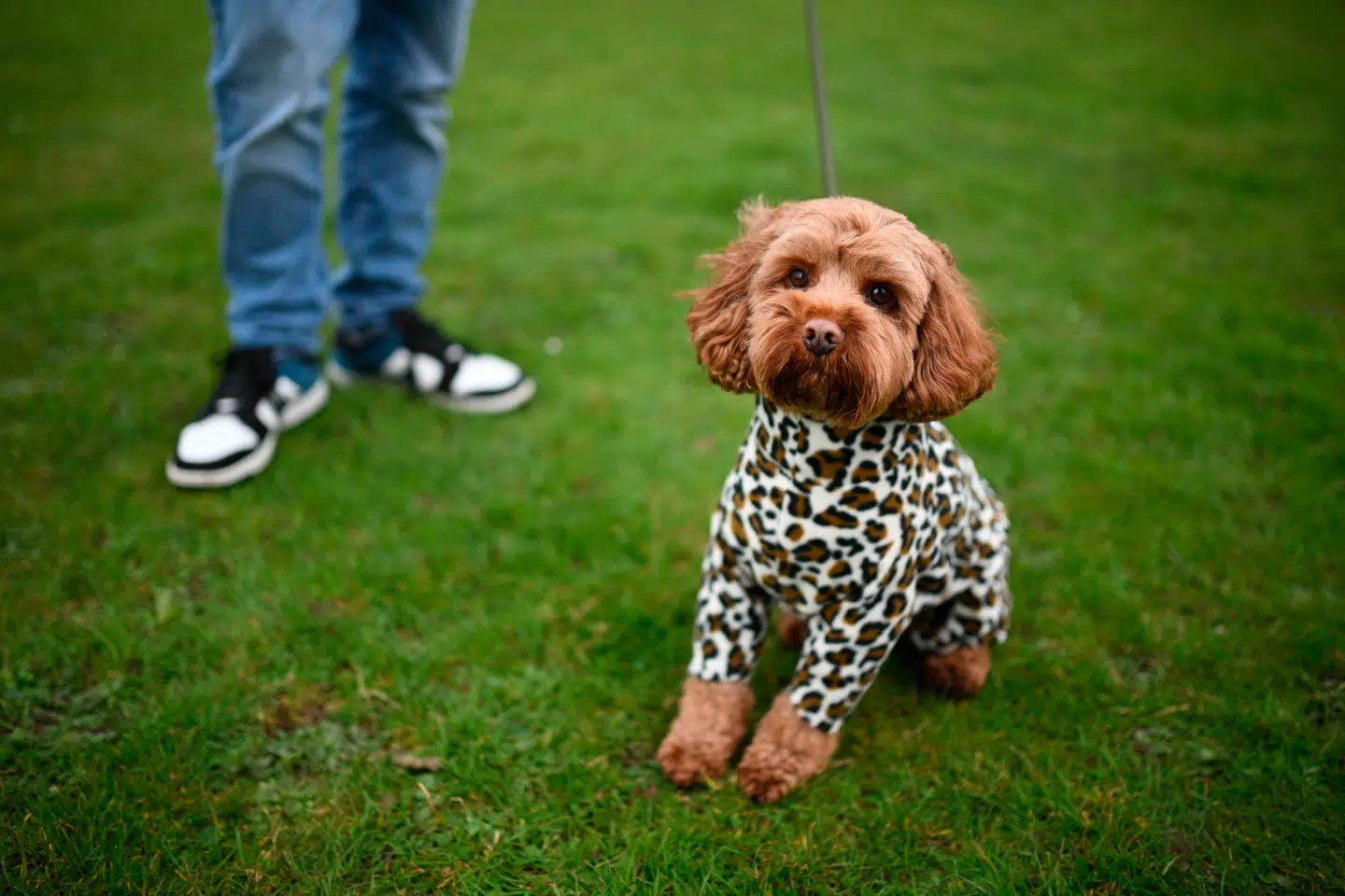 Et britisk studie viser, at visse meget populære blandingshunde har særlige adfærdsproblemer. På billedet er det en såkaldt cavapoo – en blanding mellem en puddel og en king charles cavalier spaniel.