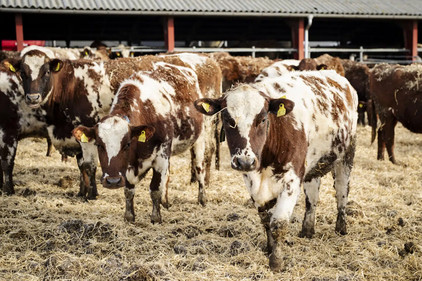 Kvæg er blevet ramt af bovin virus diarré (BVD) i tre besætninger i Esbjerg Kommune. Billedet er ikke af de pågældende dyr. (Arkivfoto).