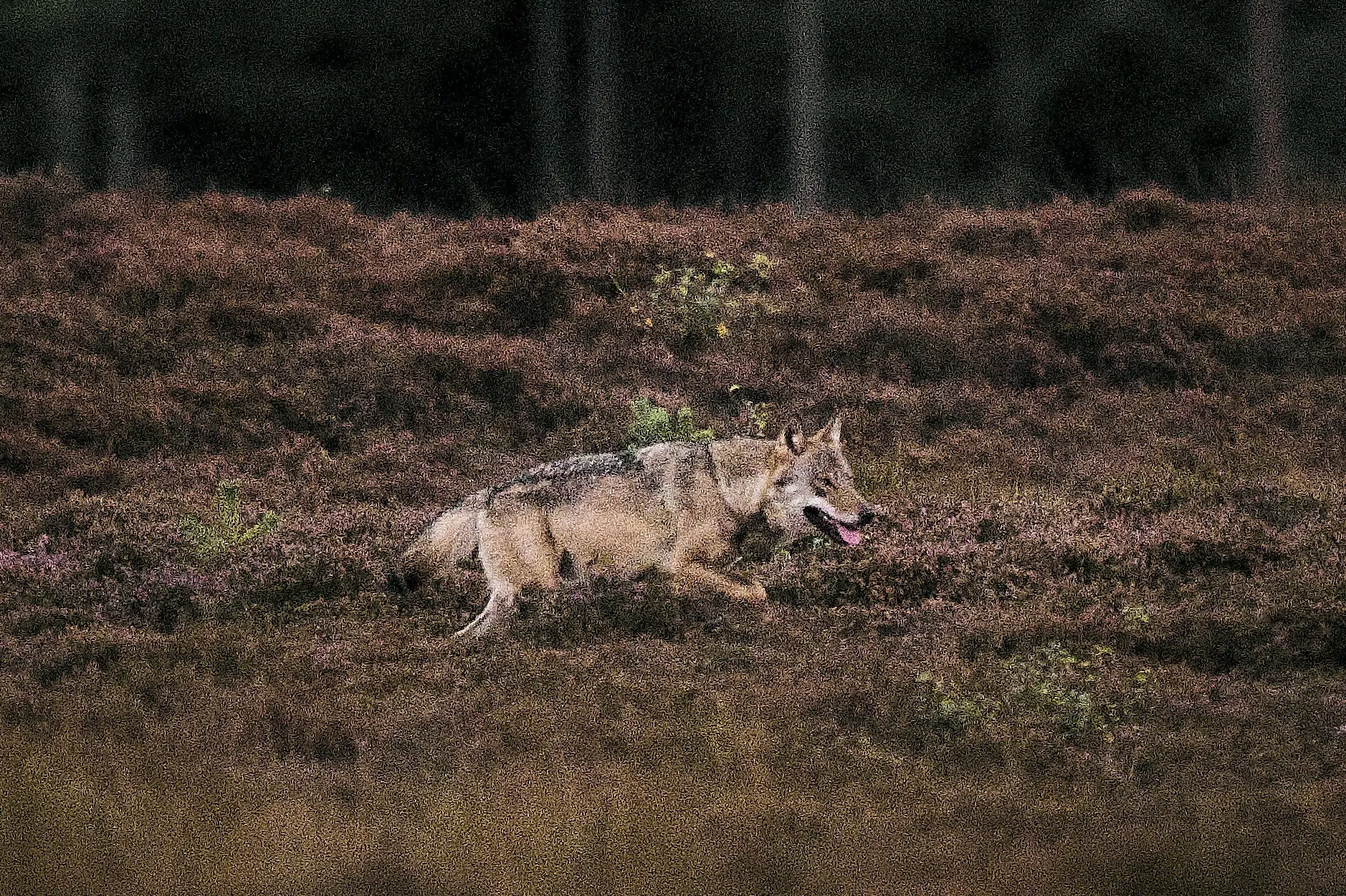 Kvinde bidt i ansigtet af ulv i Hamburg