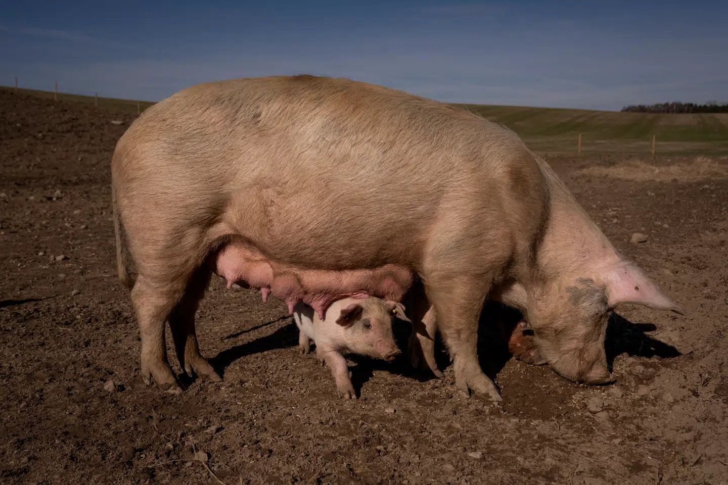 En stor andel danske svin kan fremover opleves udenfor, når de er overgået til at være malkesvin.
