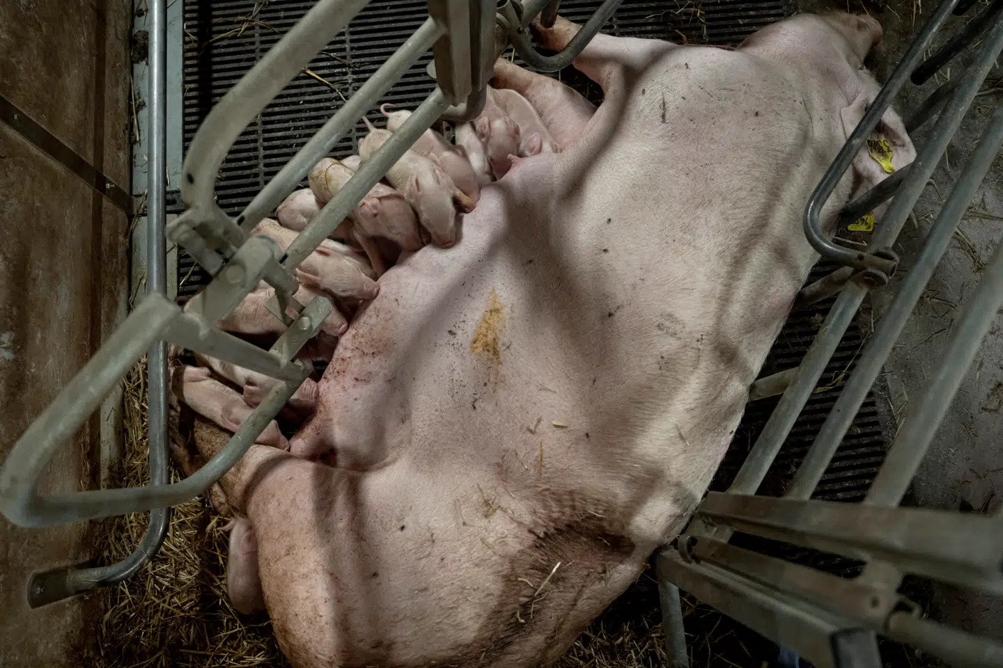 Søerne skal stadig producere to kuld grise. Men hvis det nye tiltag slår igennem, kan deres liv efterfølgende komme til at se markant anderledes ud.