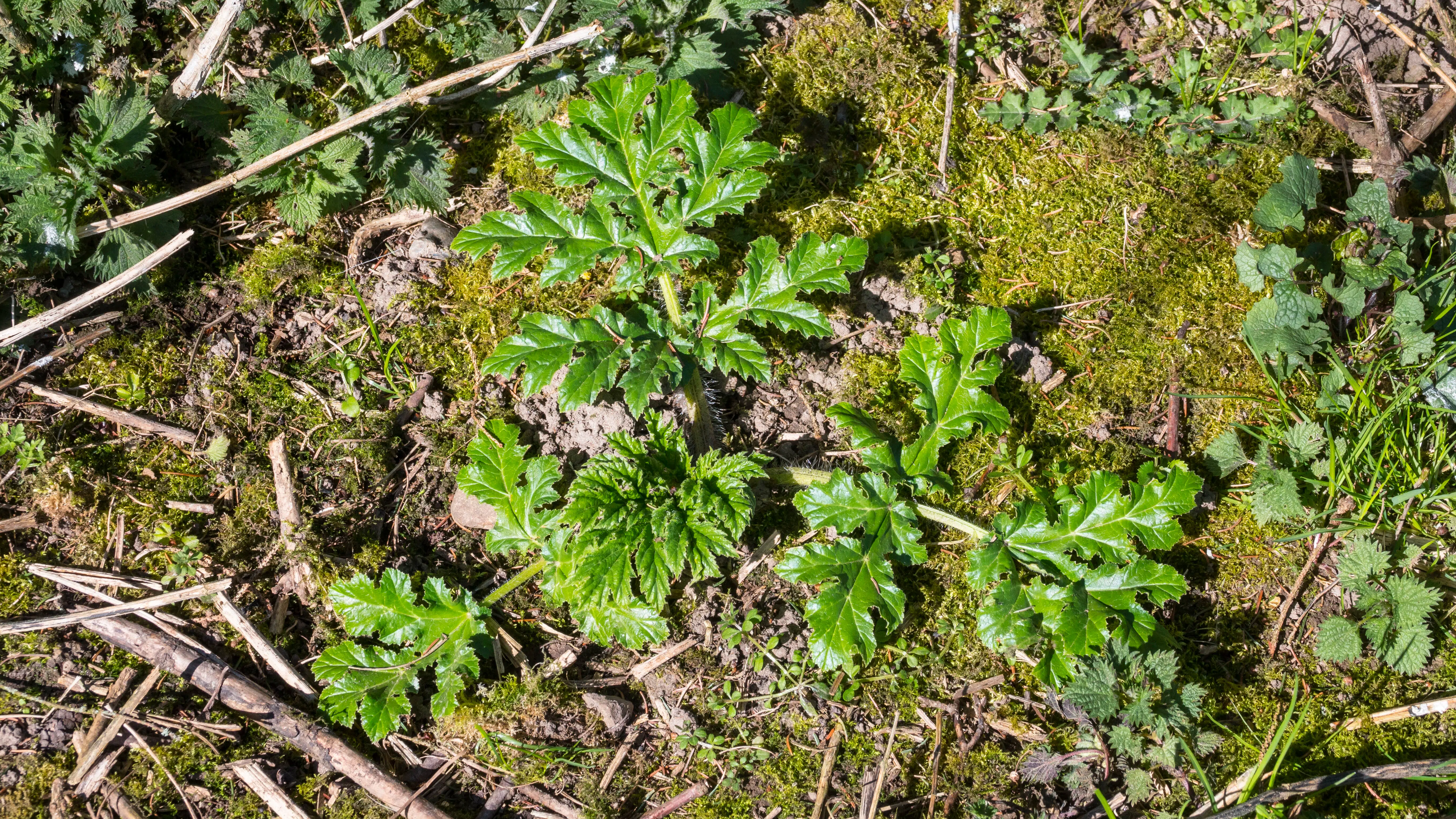 Borgere opfordres til at bekæmpe giftig plante: Kan få tykkelse af en arm