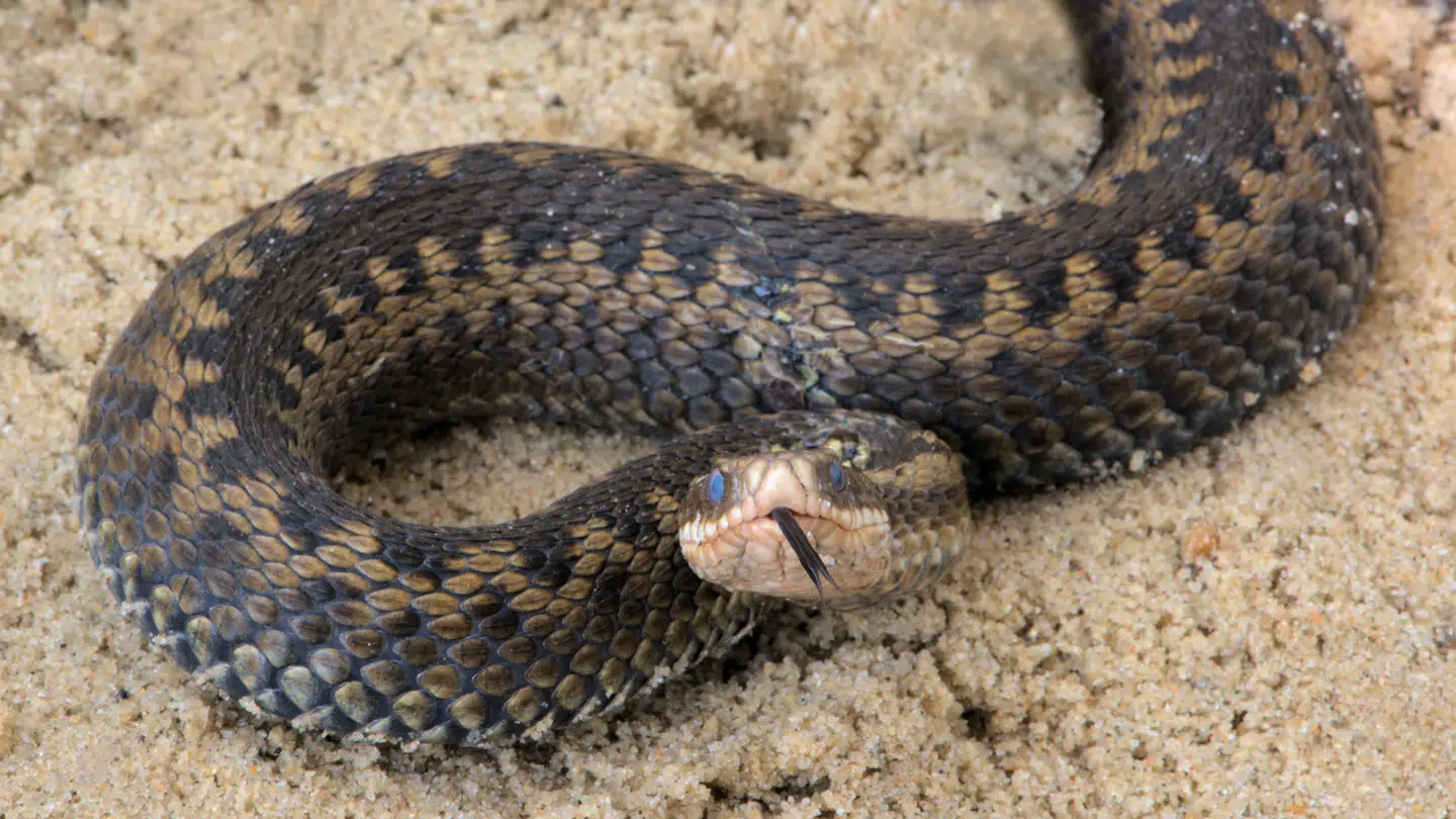 Hugormen har normalt et siksakformet rygmønster. Hannernes rygmønster er sort, hunnens er brunlig. Der findes også ensfarvede hugorme. Tungen fungerer som modtager af lugteindtryk. De matte, blålige øjne antyder, at hugormen snart skal skifte ham.