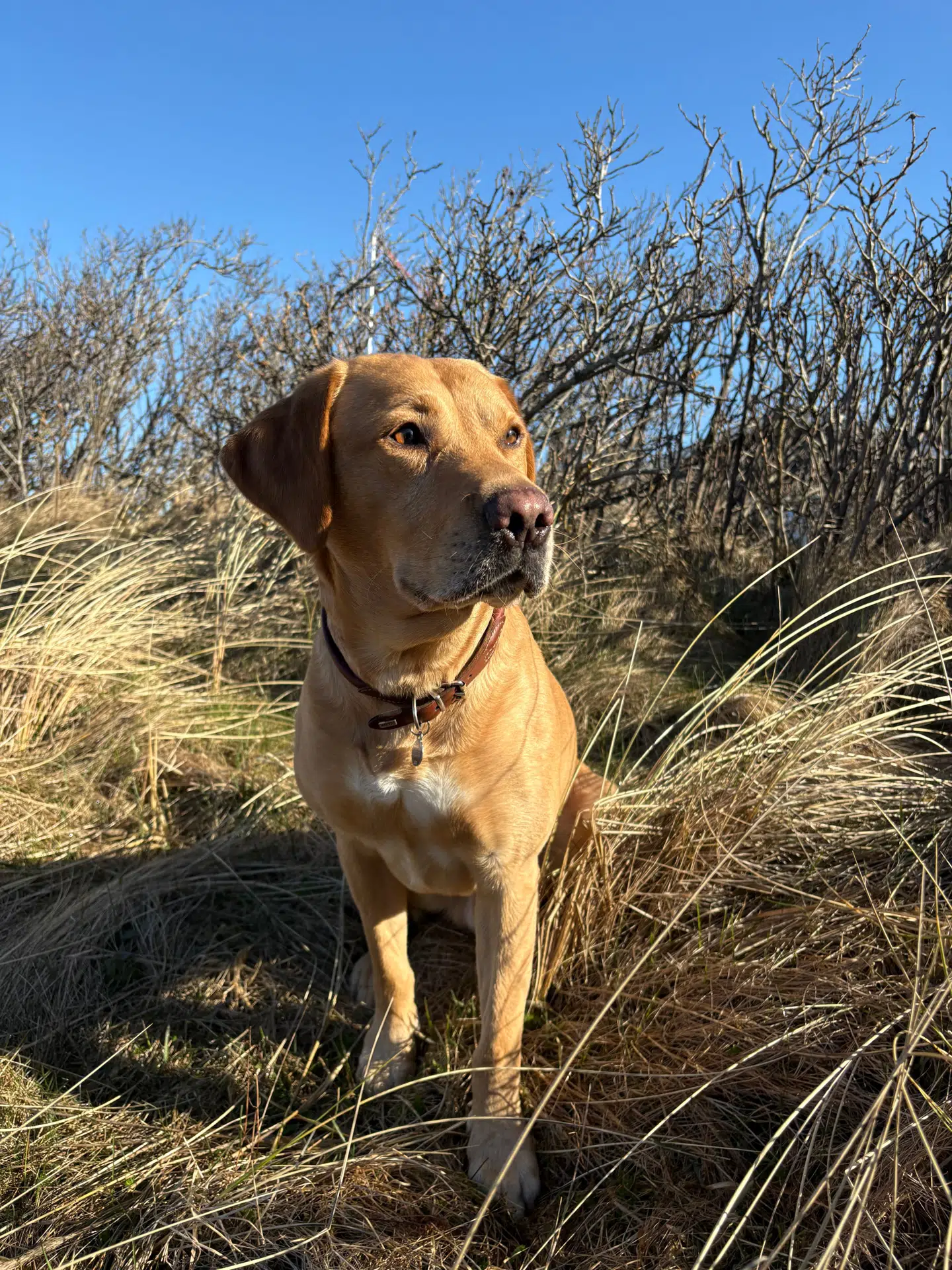 Hunden Max blev søndag bidt i snuden af en hugorm. Højsæsonen for den giftige slange starter omkring april. Foto: Privat