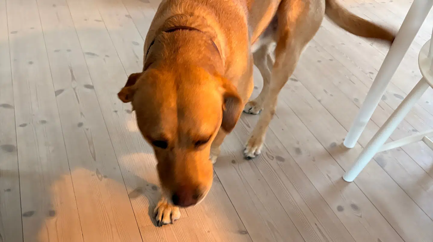 Hunden Max blev sløv og hævede op i både hoved og hals, efter han blev bidt i snuden af den giftige hugorm. Foto: Privat