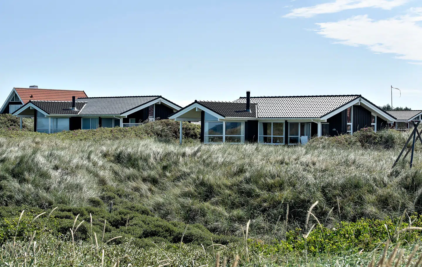 Hugorme gemmer sig gerne i klitterne, som ved sommerhusområdet her i Blokhus.