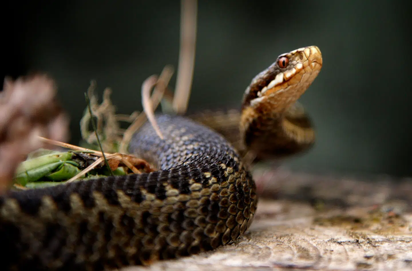 Hugormen er Danmarks eneste giftige slange, og den kan kendes på sin gråbrune farve på bunden og zigzagmønsteret på ryggen. Har den to gule nakkepletter, er det blot en ufarlig snog.