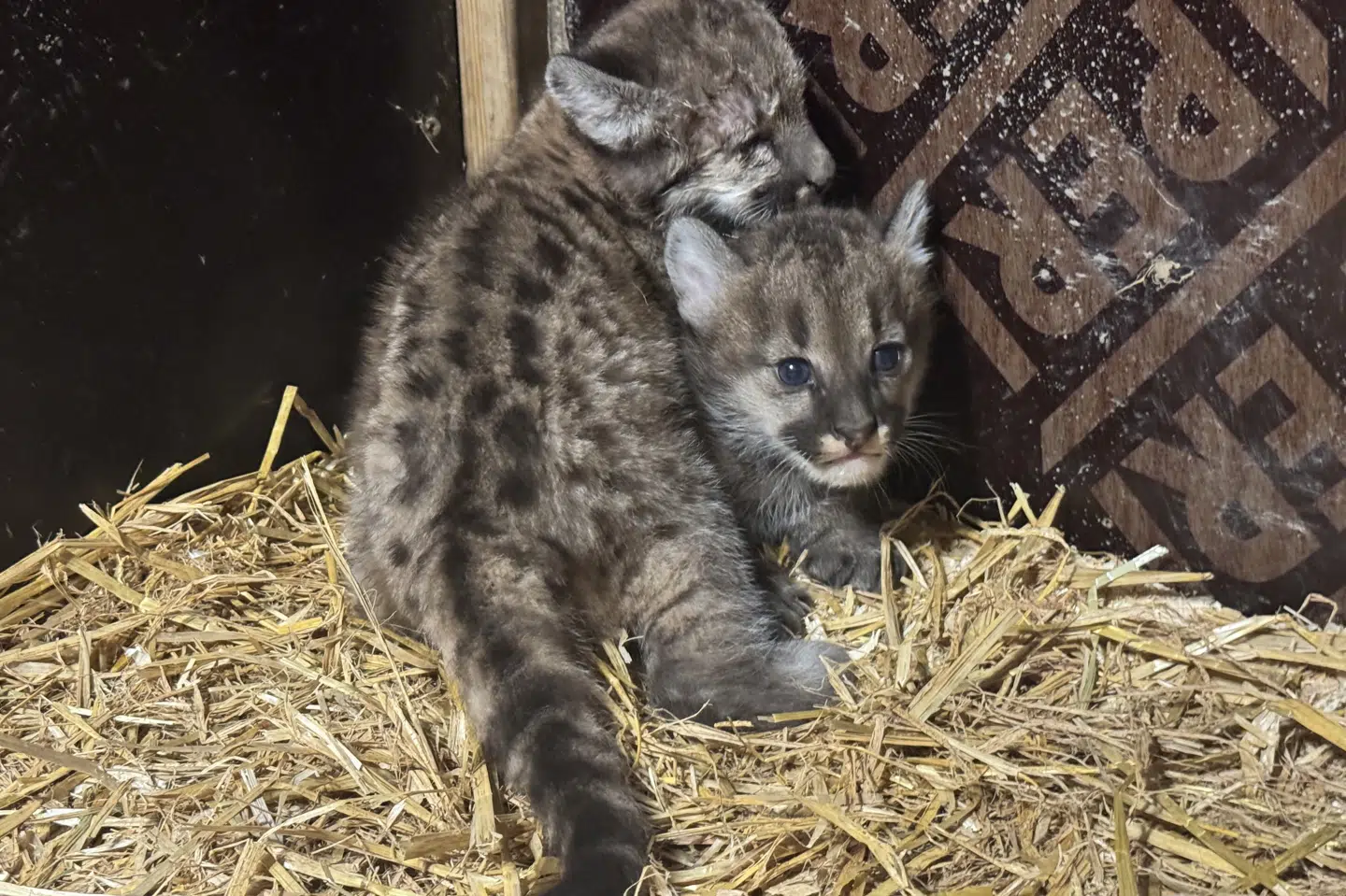 De to pumatvillinger i Krokodille Zoo blev født i 2025. Sidenhed blev det opdaget, at den ene af de to pumaer var født uden øjne. Nu er kattedyret blevet testet, og resultaterne viser at pumaen er sund og rask. (Pressebillede).